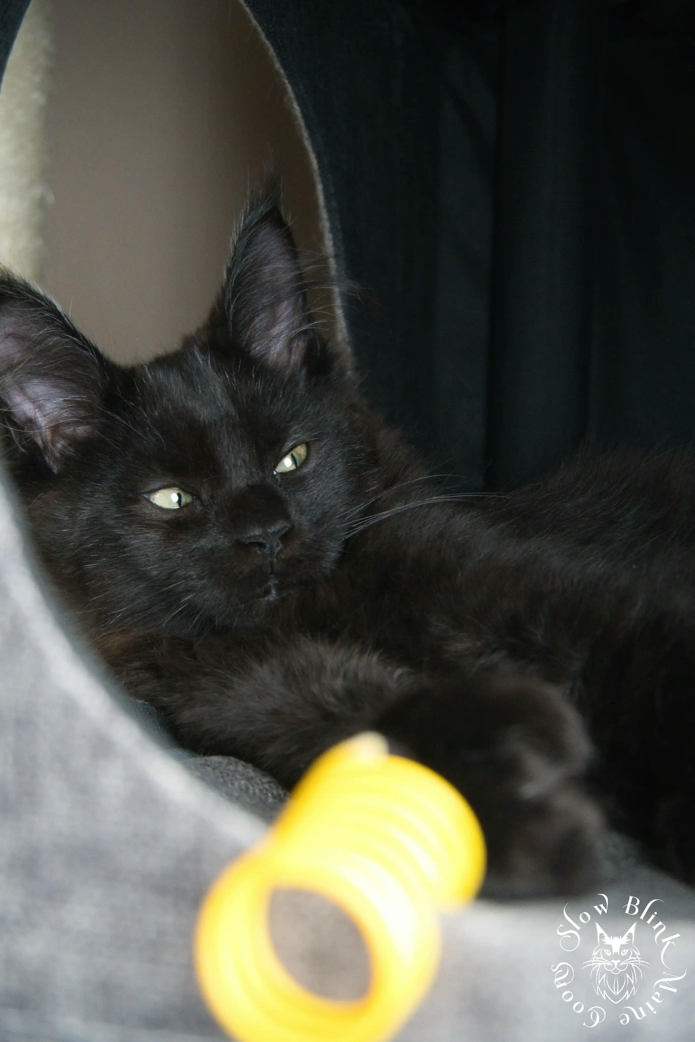 Black Maine Coon Kittens > black | maine coon kitten slowblinkmainecoons | ems code n | 556