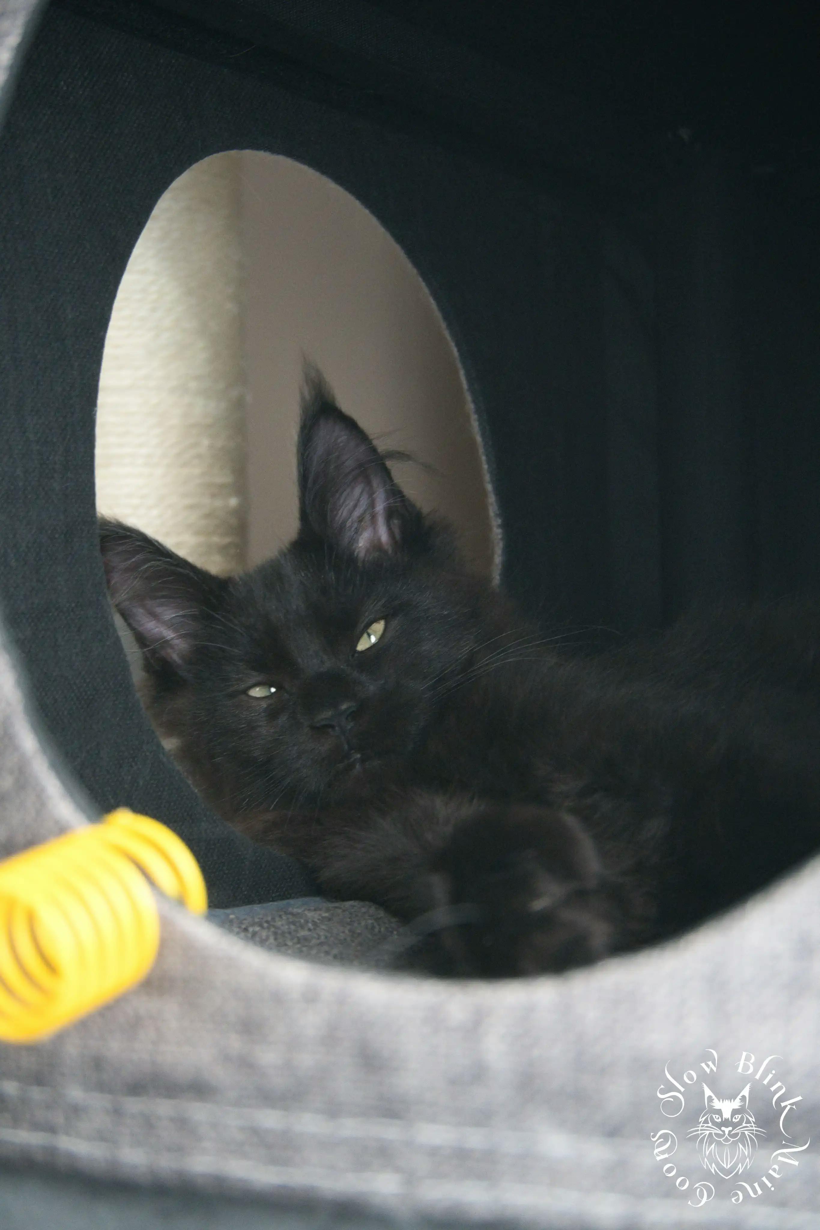 Black Maine Coon Kittens > black | maine coon kitten slowblinkmainecoons | ems code n | 557