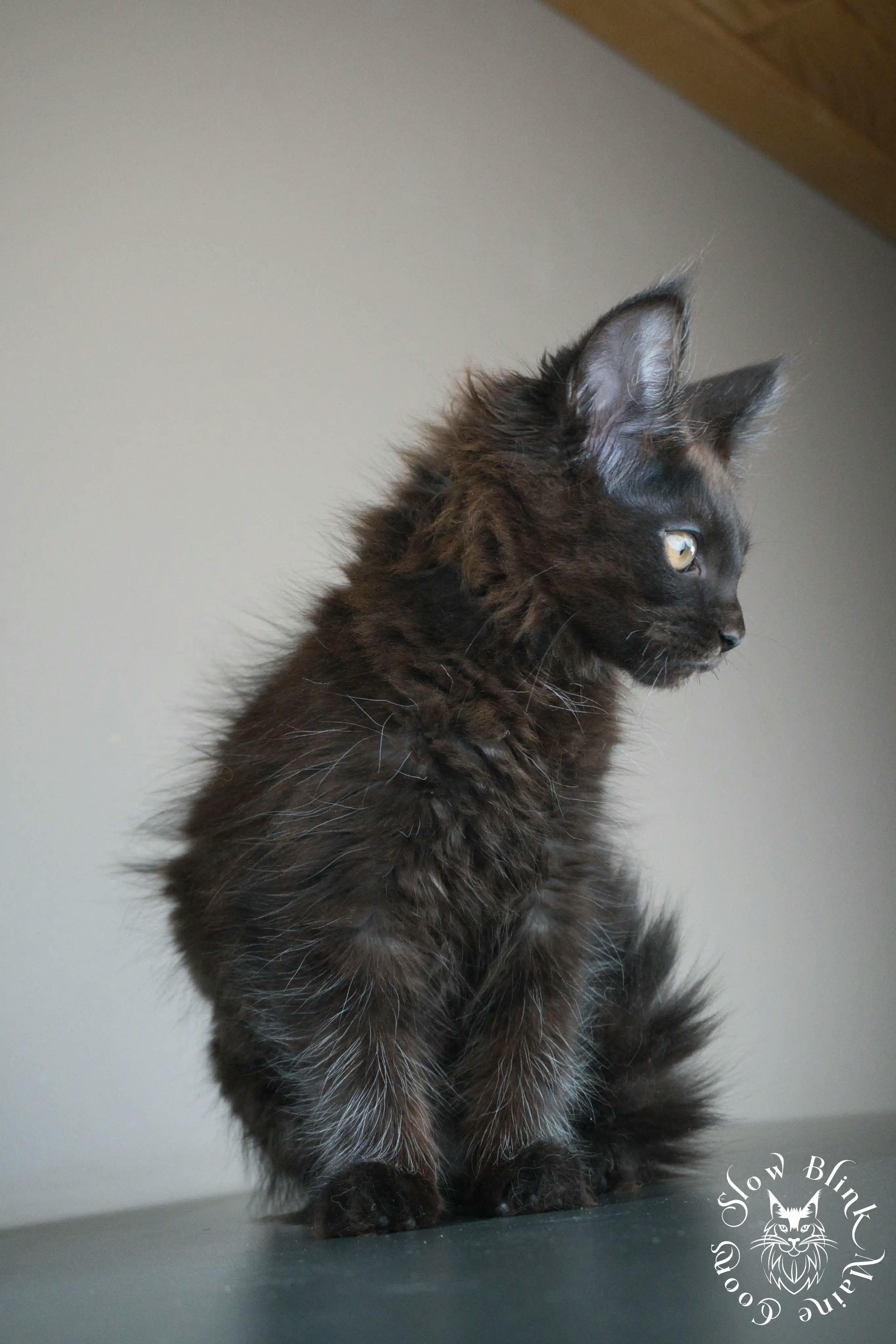 Black Maine Coon Kittens > black | maine coon kitten slowblinkmainecoons | ems code n | 559
