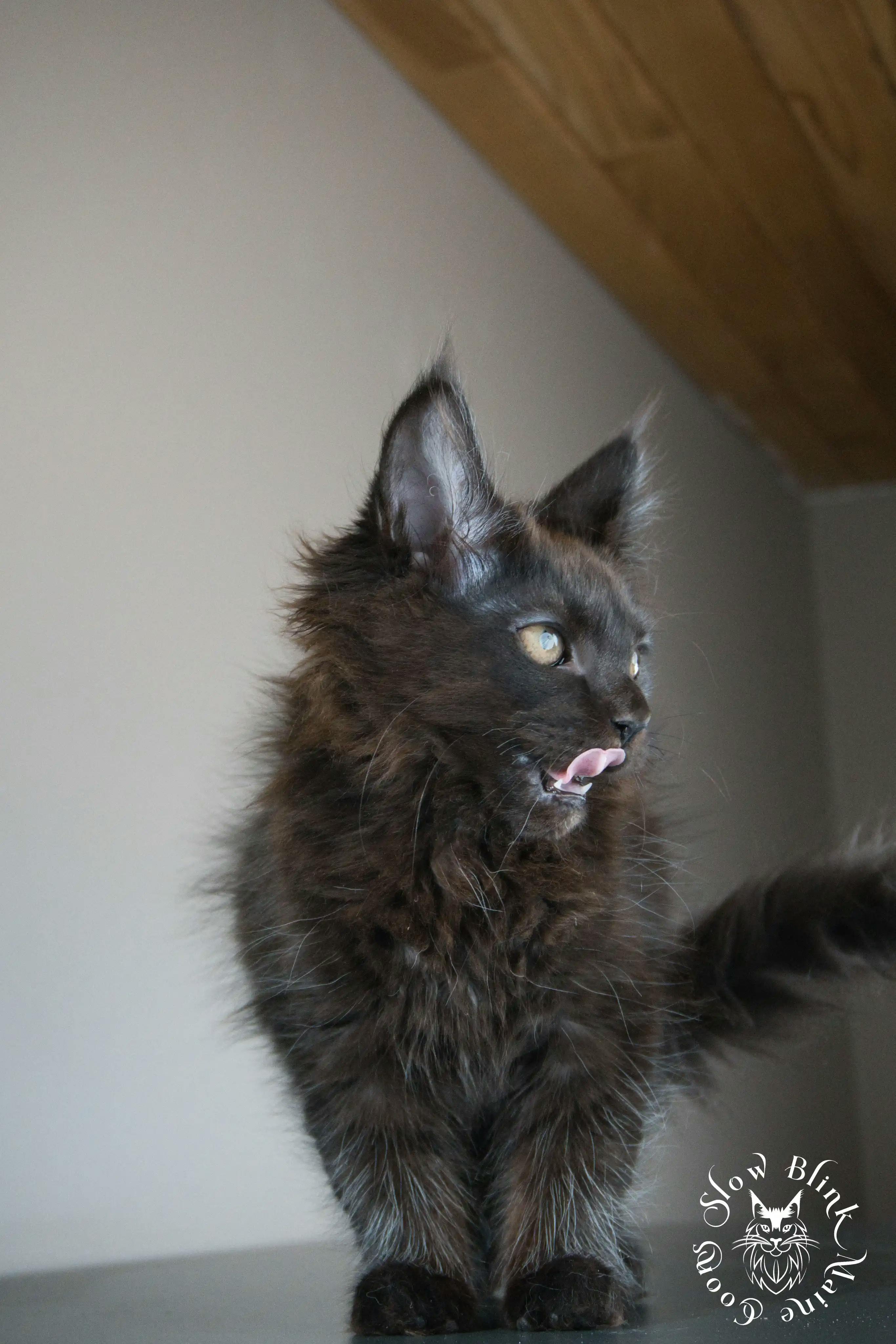 Black Maine Coon Kittens > black | maine coon kitten slowblinkmainecoons | ems code n | 560