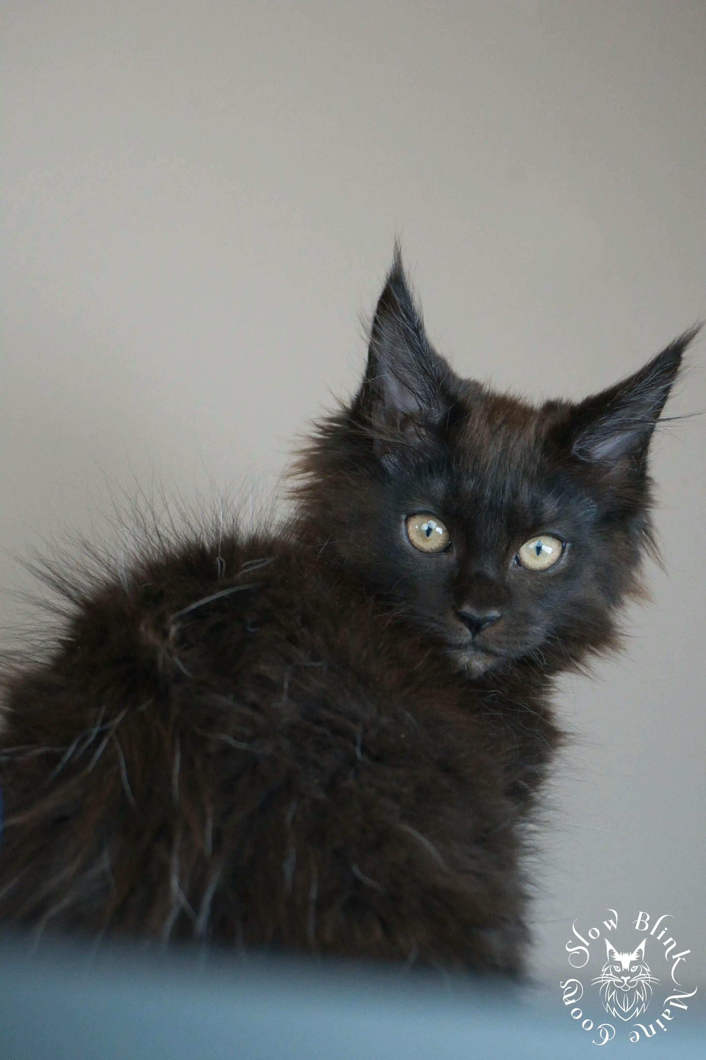 Black Maine Coon Kittens > black | maine coon kitten slowblinkmainecoons | ems code n | 561