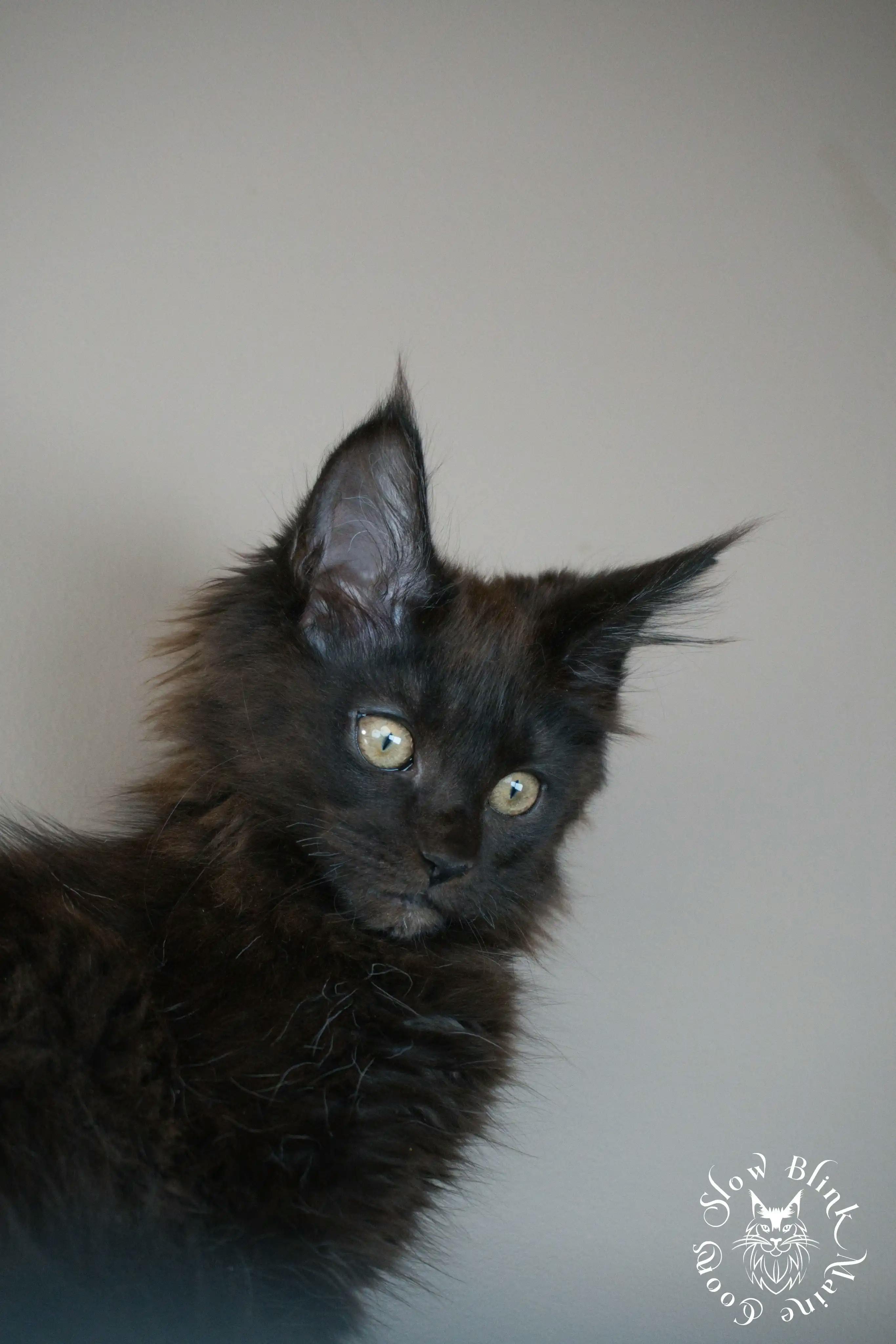 Black Maine Coon Kittens > black | maine coon kitten slowblinkmainecoons | ems code n | 562