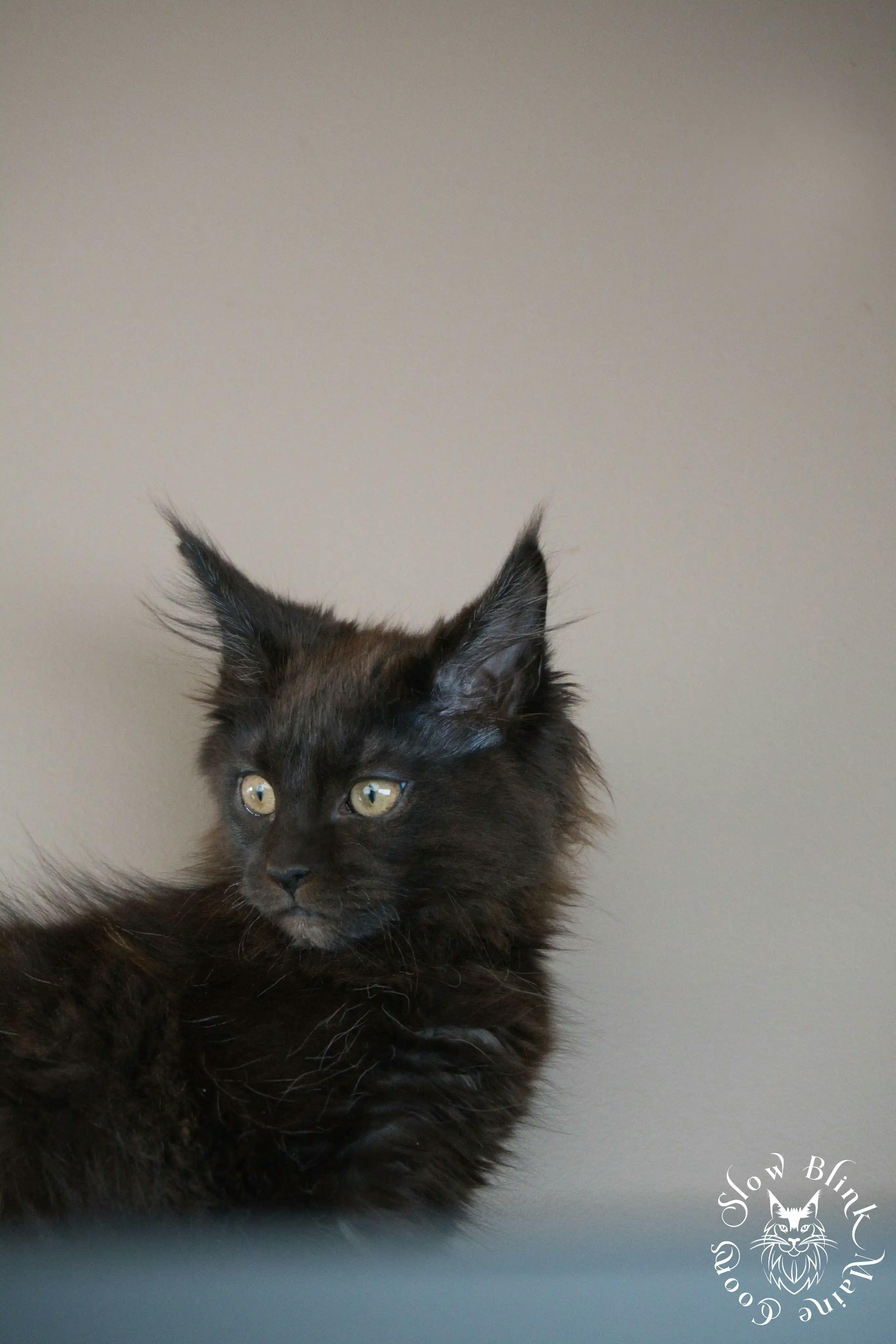 Black Maine Coon Kittens > black | maine coon kitten slowblinkmainecoons | ems code n | 563