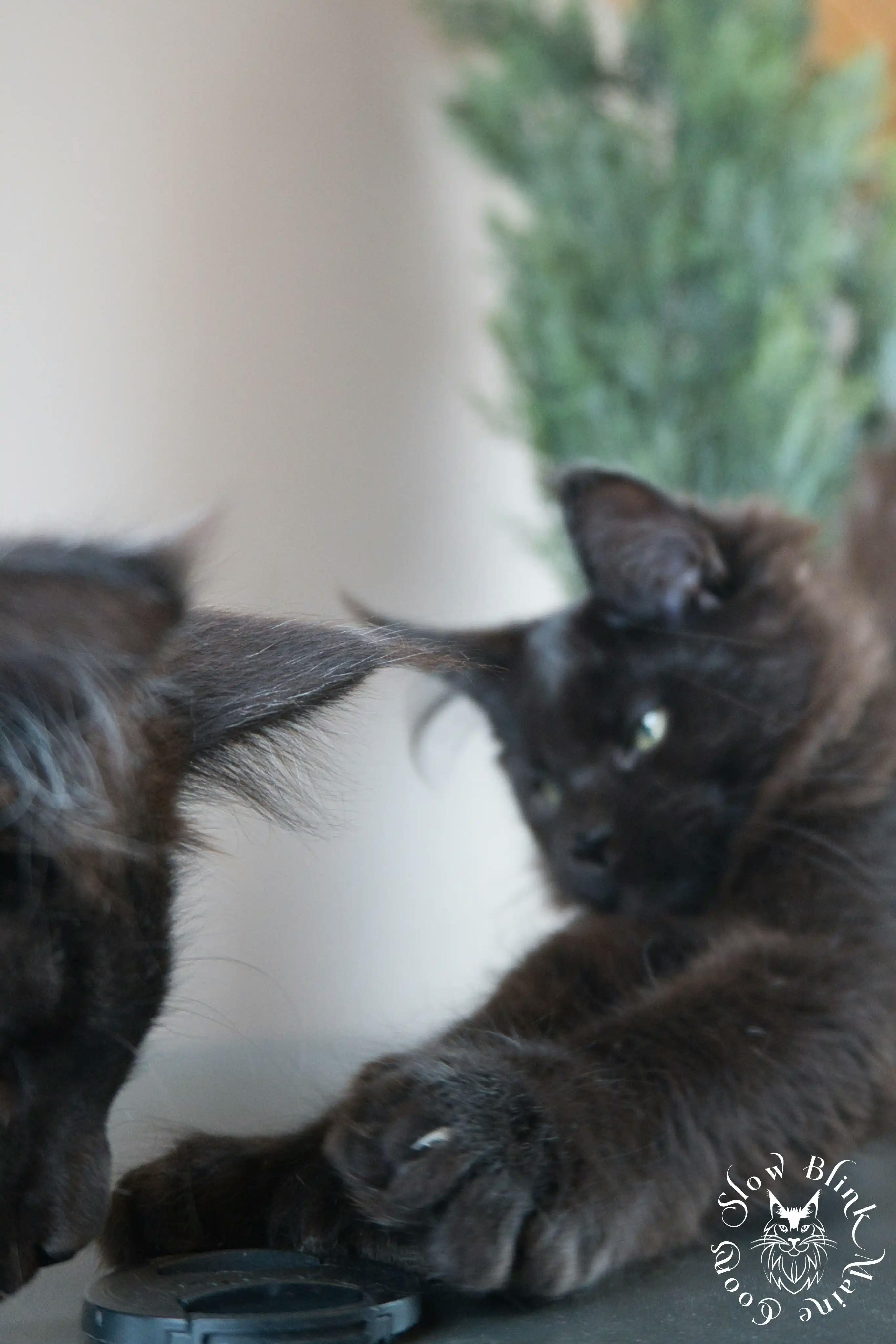 Black Maine Coon Kittens > black | maine coon kitten slowblinkmainecoons | ems code n | 569