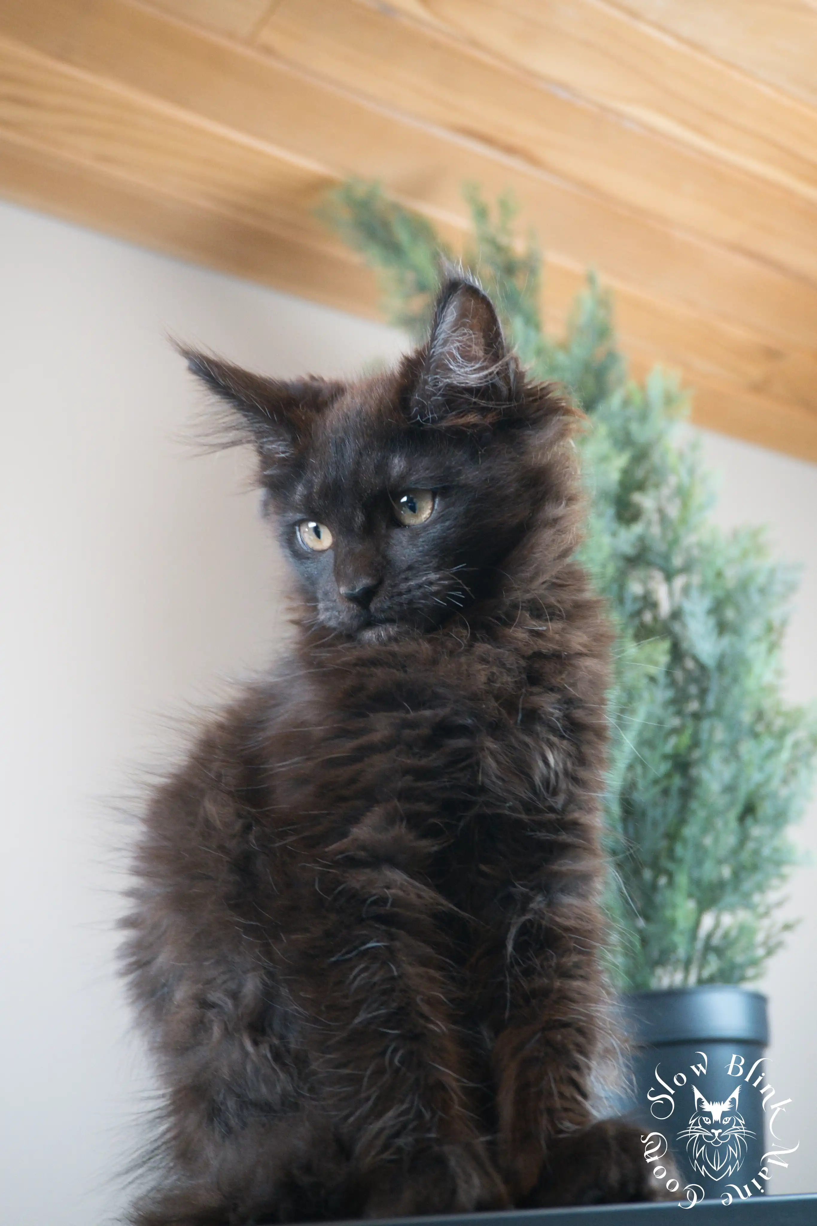 Black Maine Coon Kittens > black | maine coon kitten slowblinkmainecoons | ems code n | 571