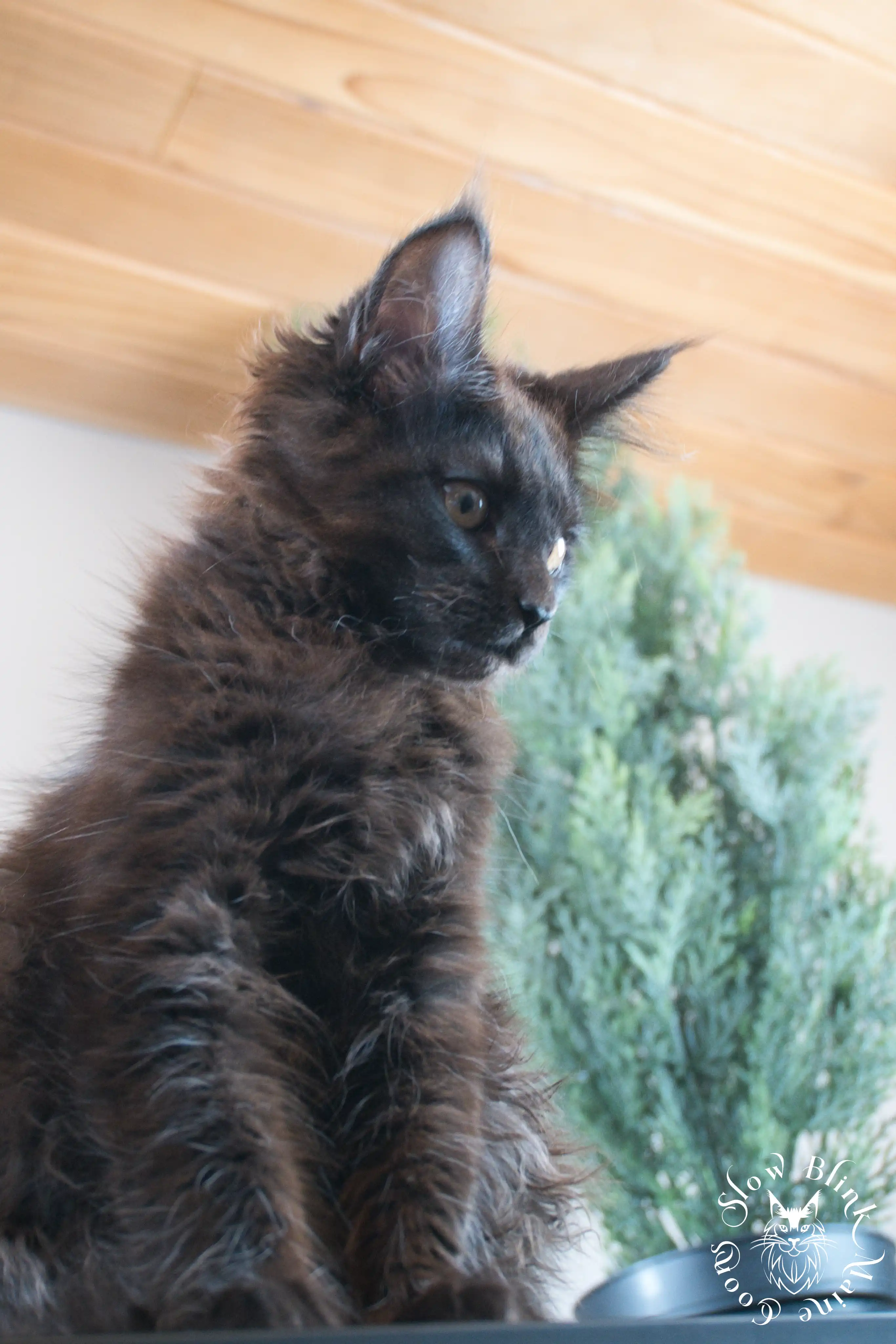 Black Maine Coon Kittens > black | maine coon kitten slowblinkmainecoons | ems code n | 572