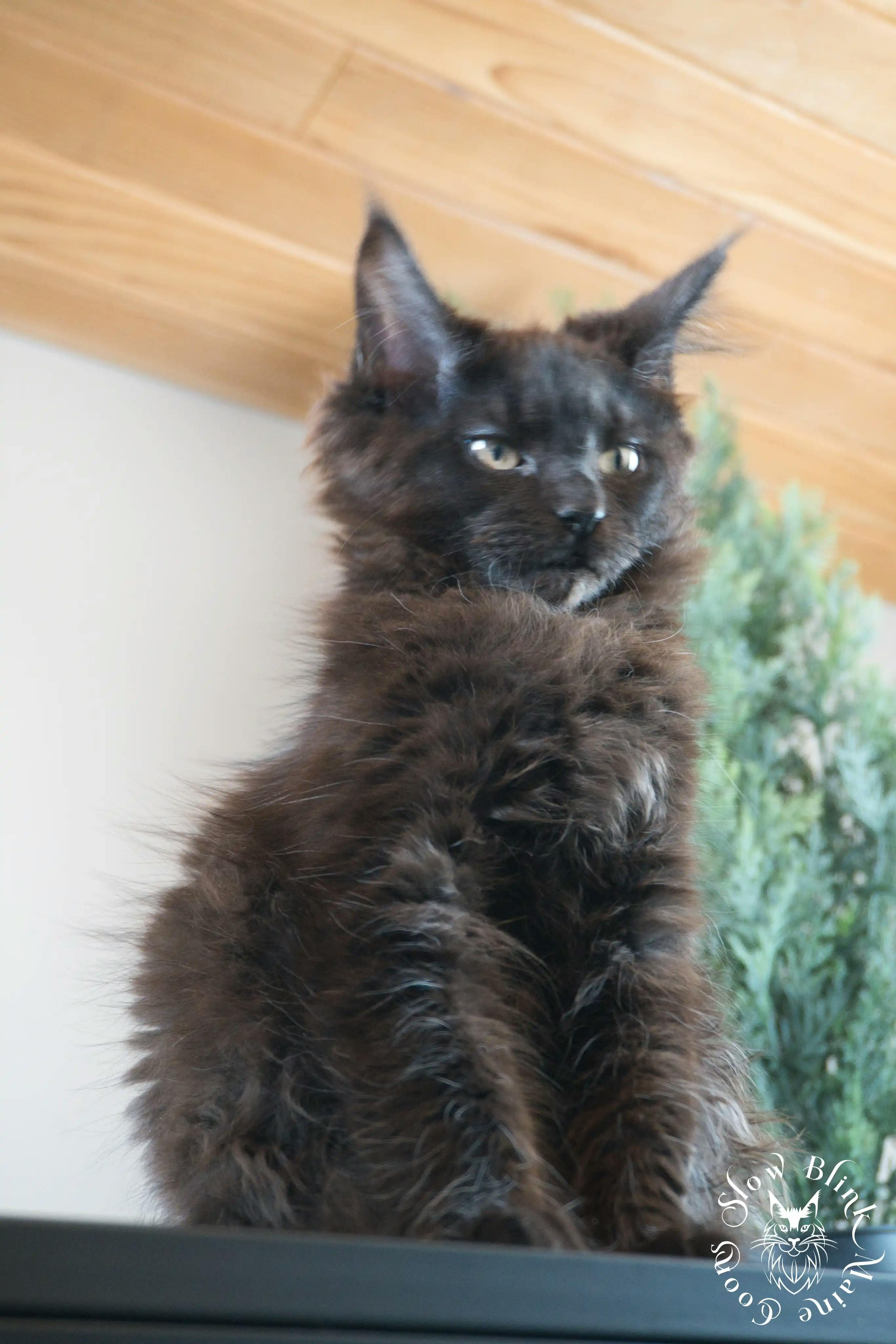 Black Maine Coon Kittens > black | maine coon kitten slowblinkmainecoons | ems code n | 573