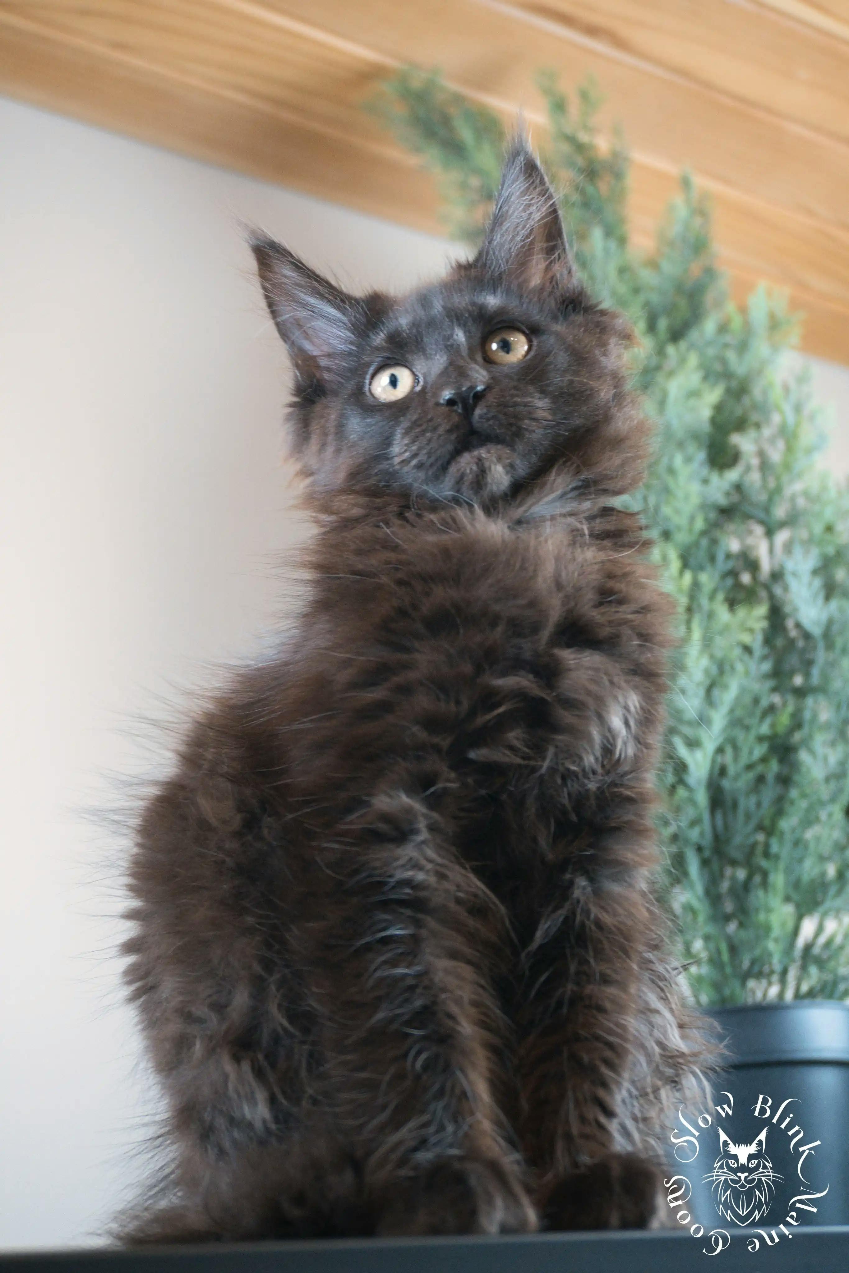 Black Maine Coon Kittens > black | maine coon kitten slowblinkmainecoons | ems code n | 574