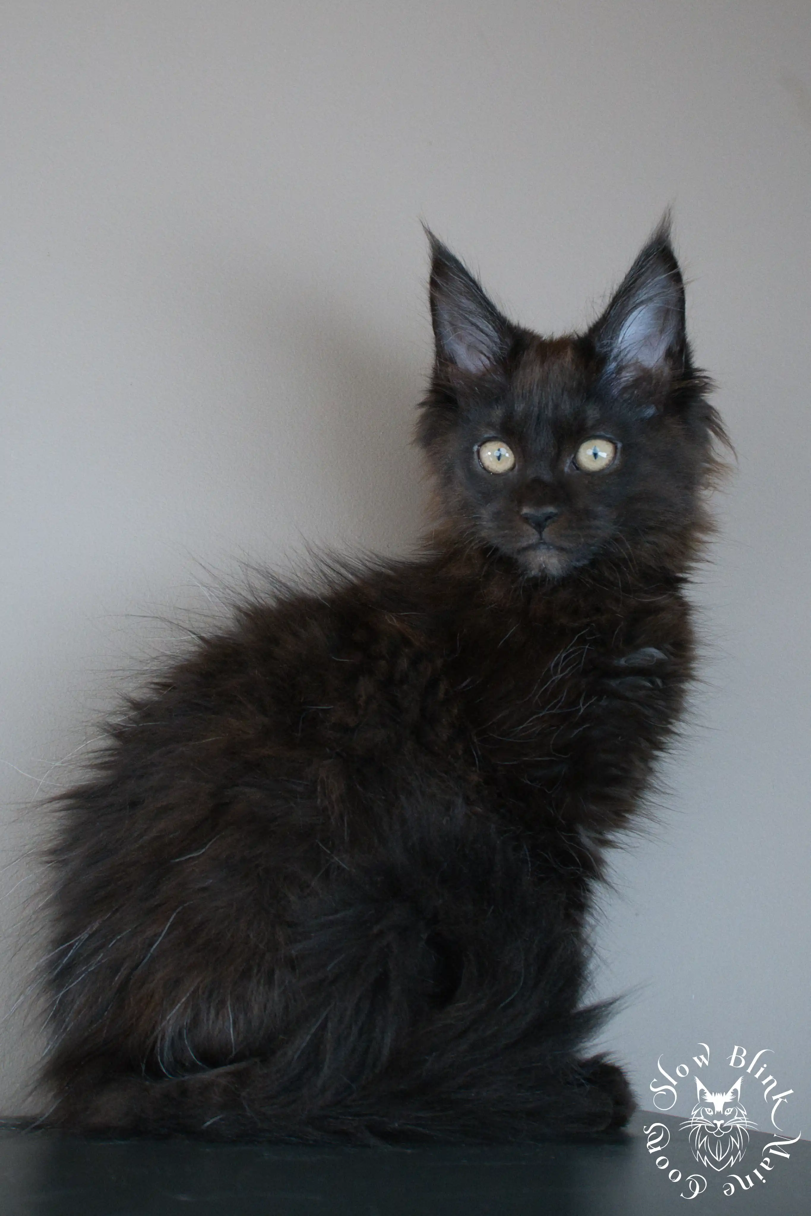 Black Maine Coon Kittens > black | maine coon kitten slowblinkmainecoons | ems code n | 576