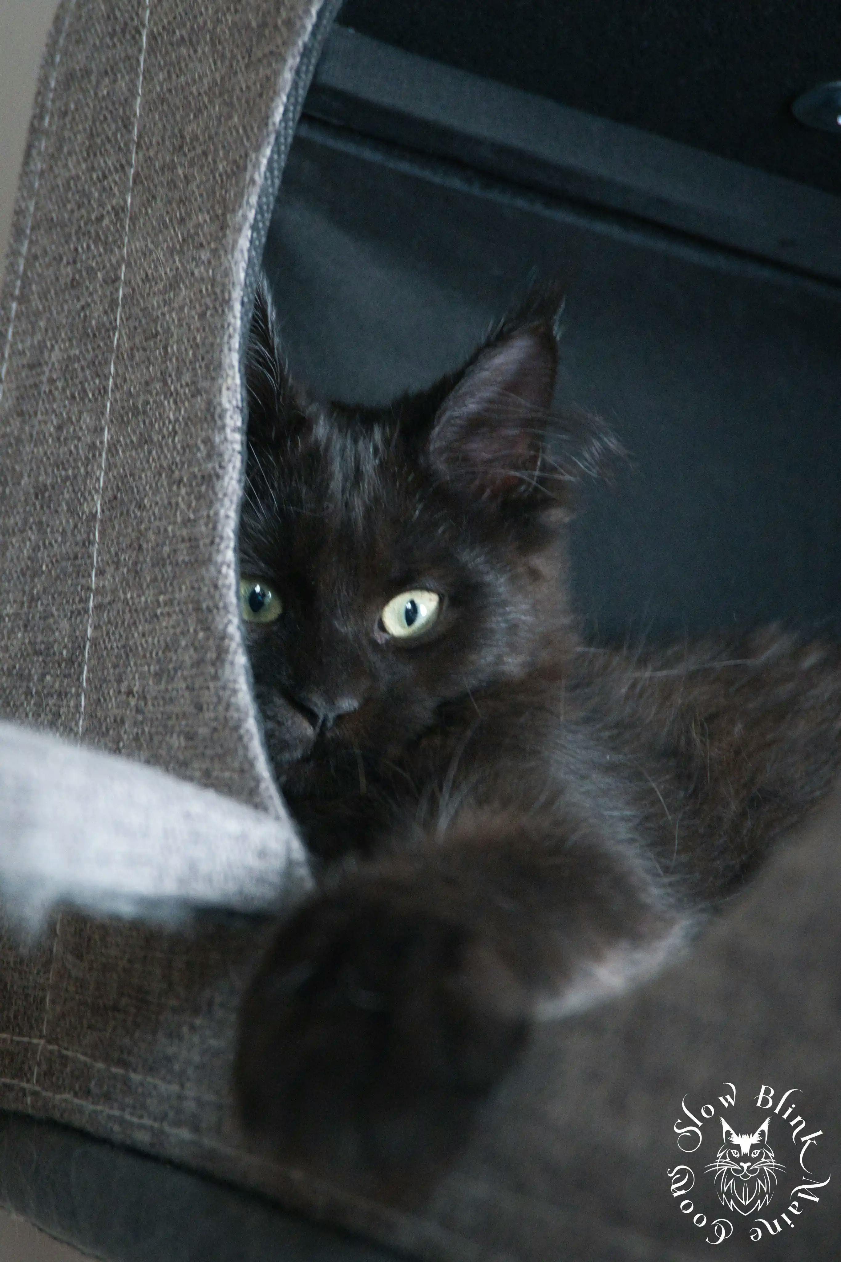 Black Maine Coon Kittens > black | maine coon kitten slowblinkmainecoons | ems code n | 578