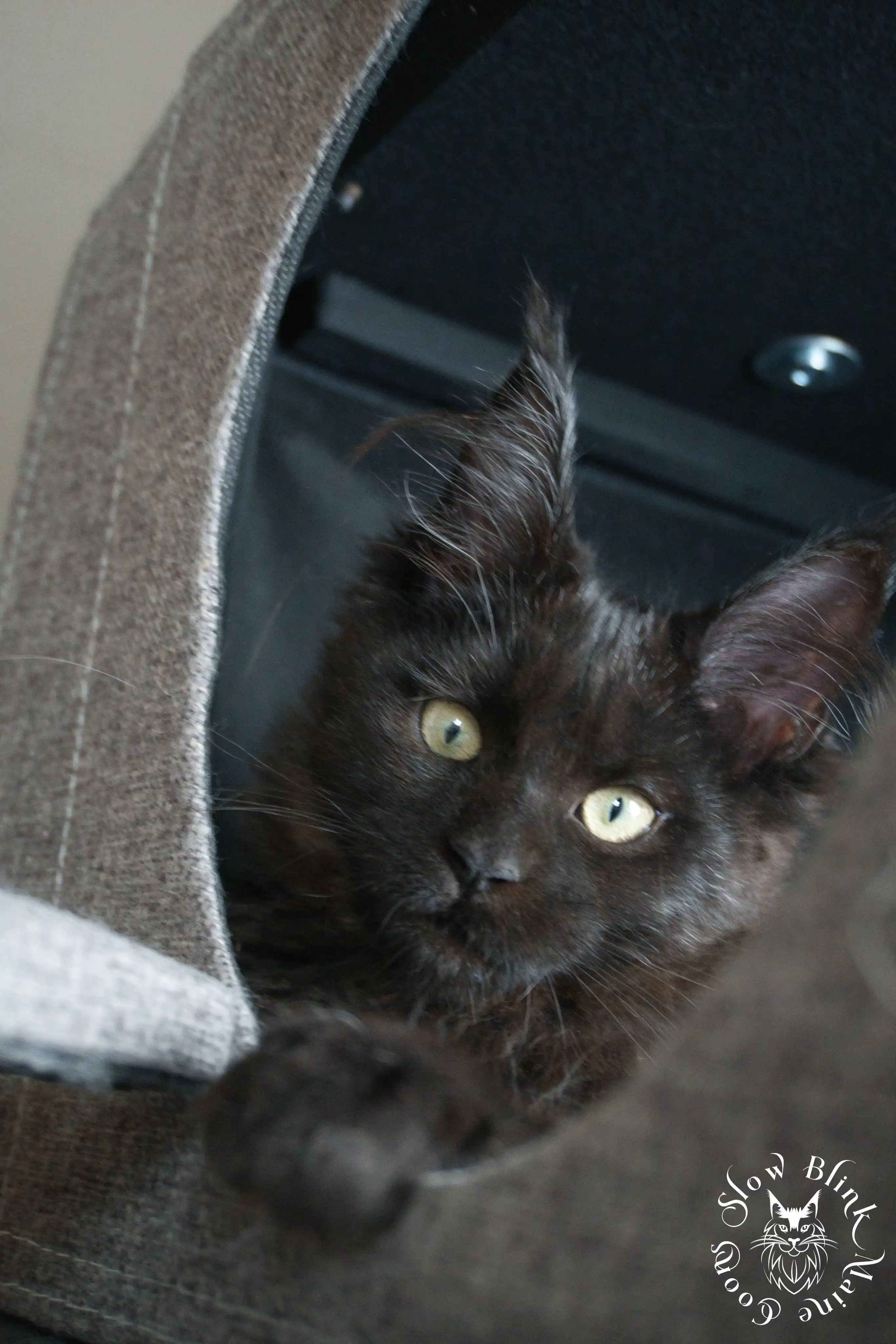 Black Maine Coon Kittens > black | maine coon kitten slowblinkmainecoons | ems code n | 579