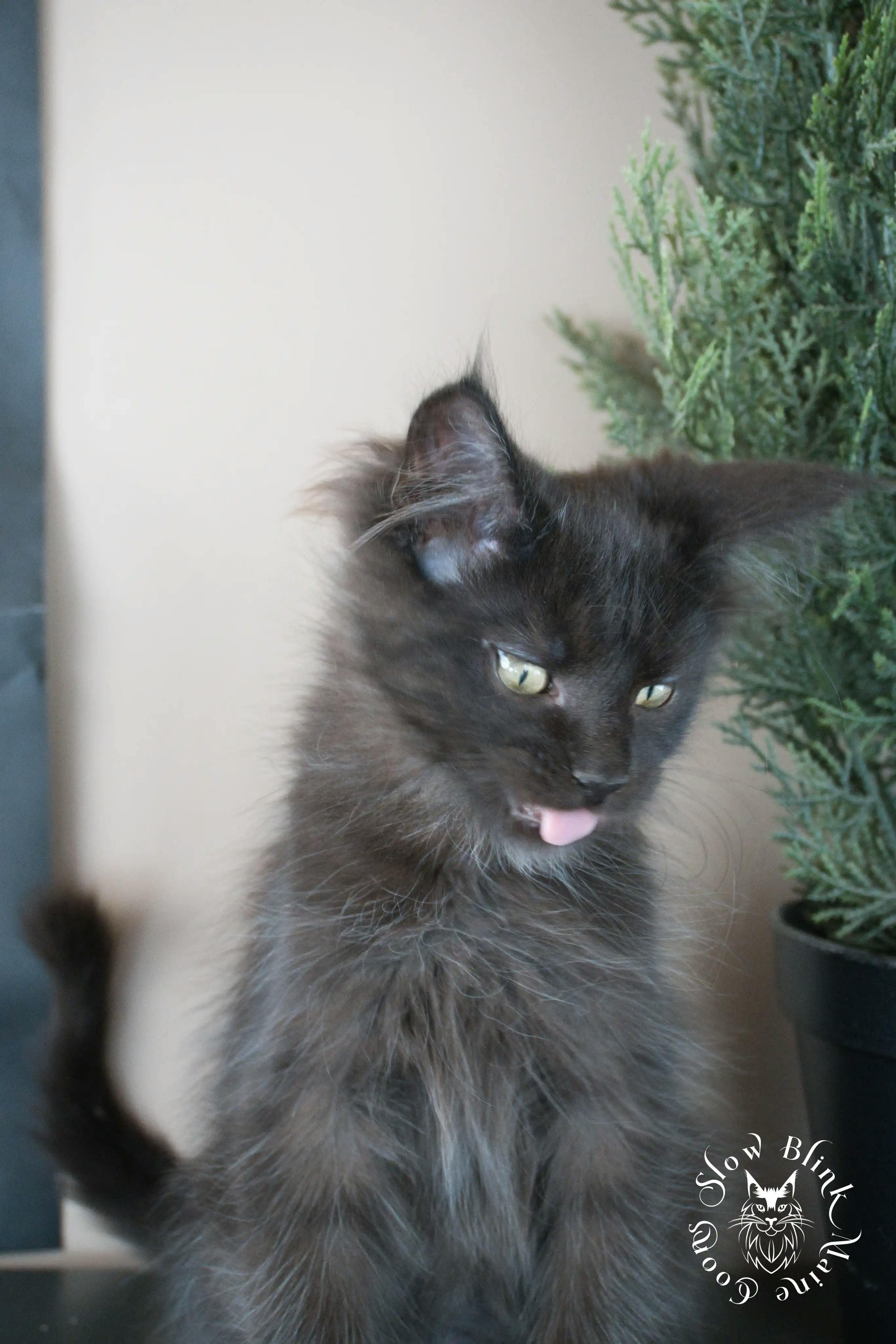Black Maine Coon Kittens > black | maine coon kitten slowblinkmainecoons | ems code n | 806