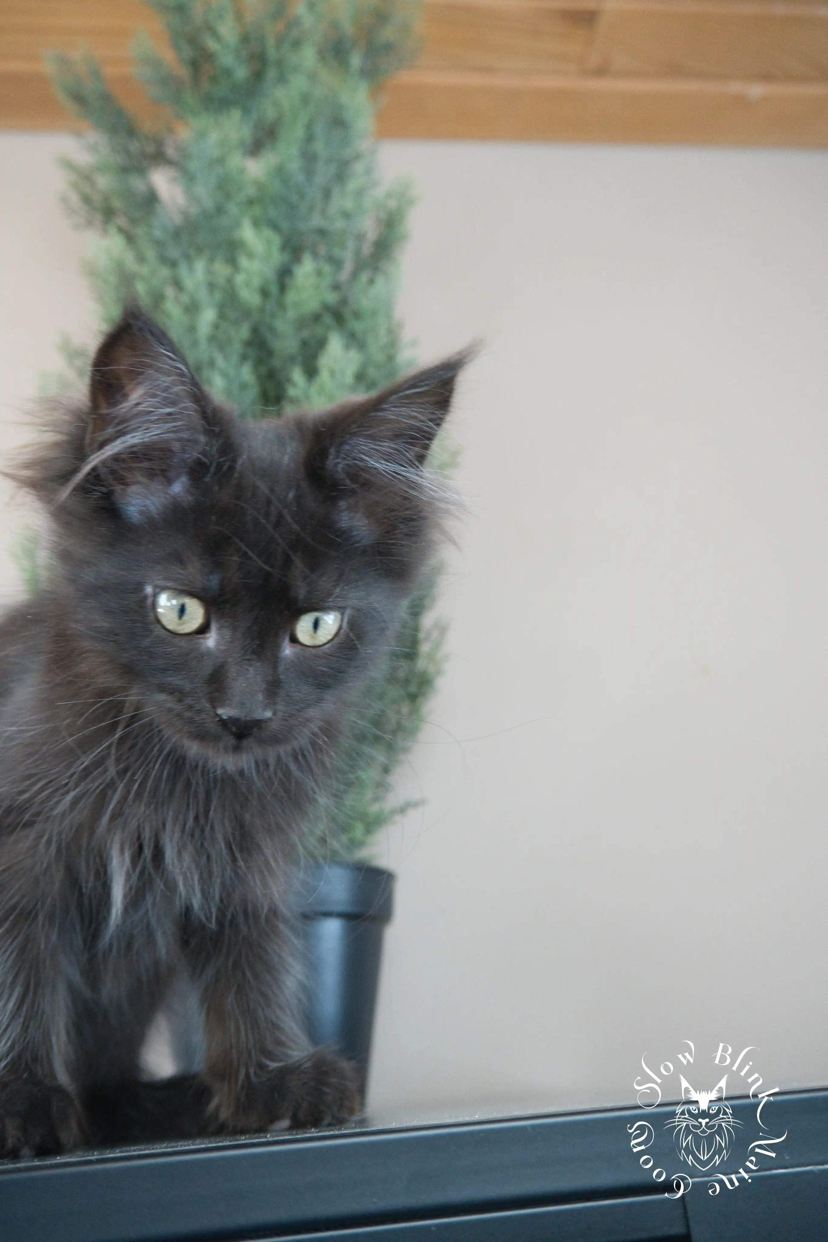 Black Maine Coon Kittens > black | maine coon kitten slowblinkmainecoons | ems code n | 808