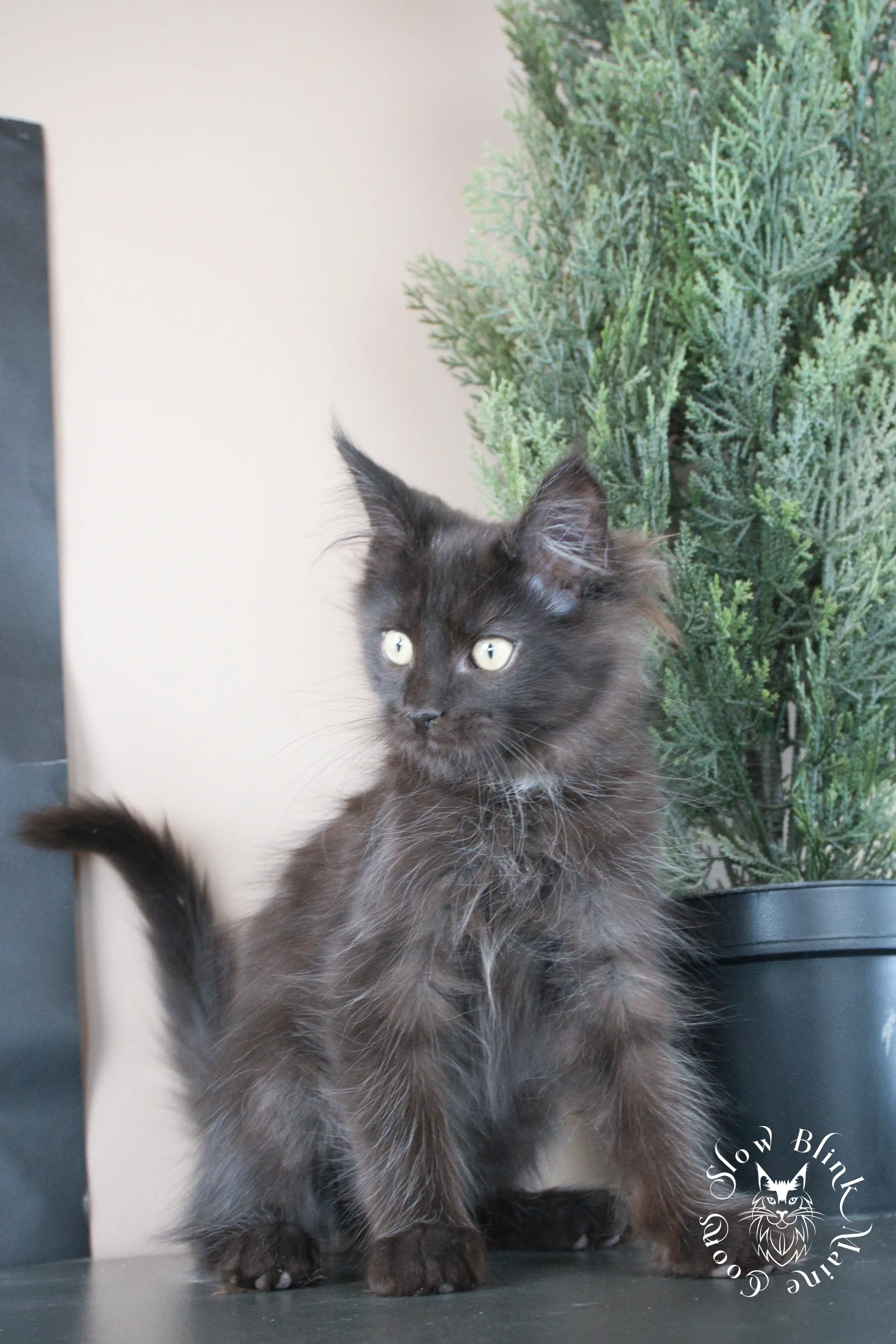 Black Maine Coon Kittens > black | maine coon kitten slowblinkmainecoons | ems code n | 809