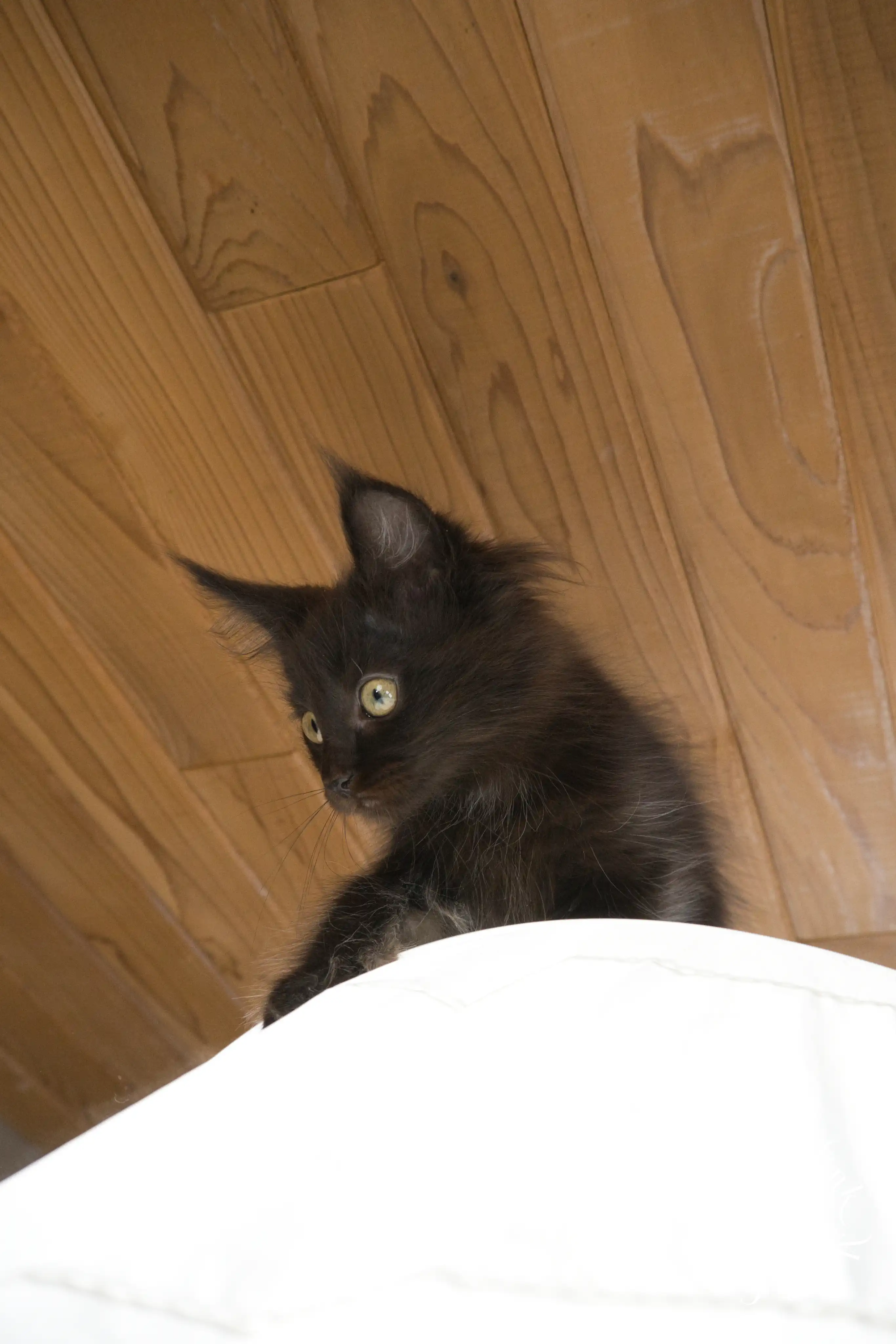 Black Maine Coon Kittens > black | maine coon kitten slowblinkmainecoons | ems code n | 810