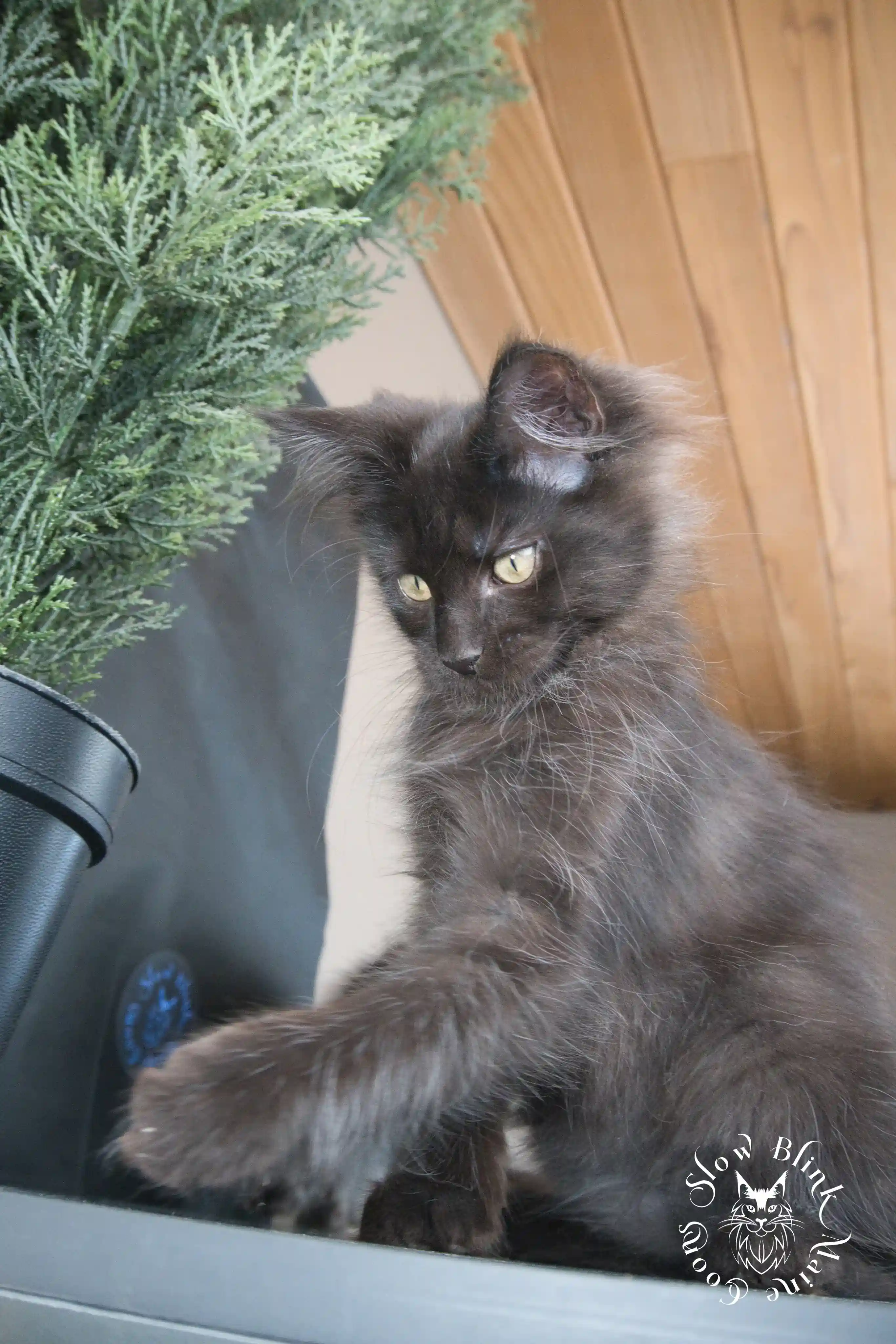 Black Maine Coon Kittens > black | maine coon kitten slowblinkmainecoons | ems code n | 811