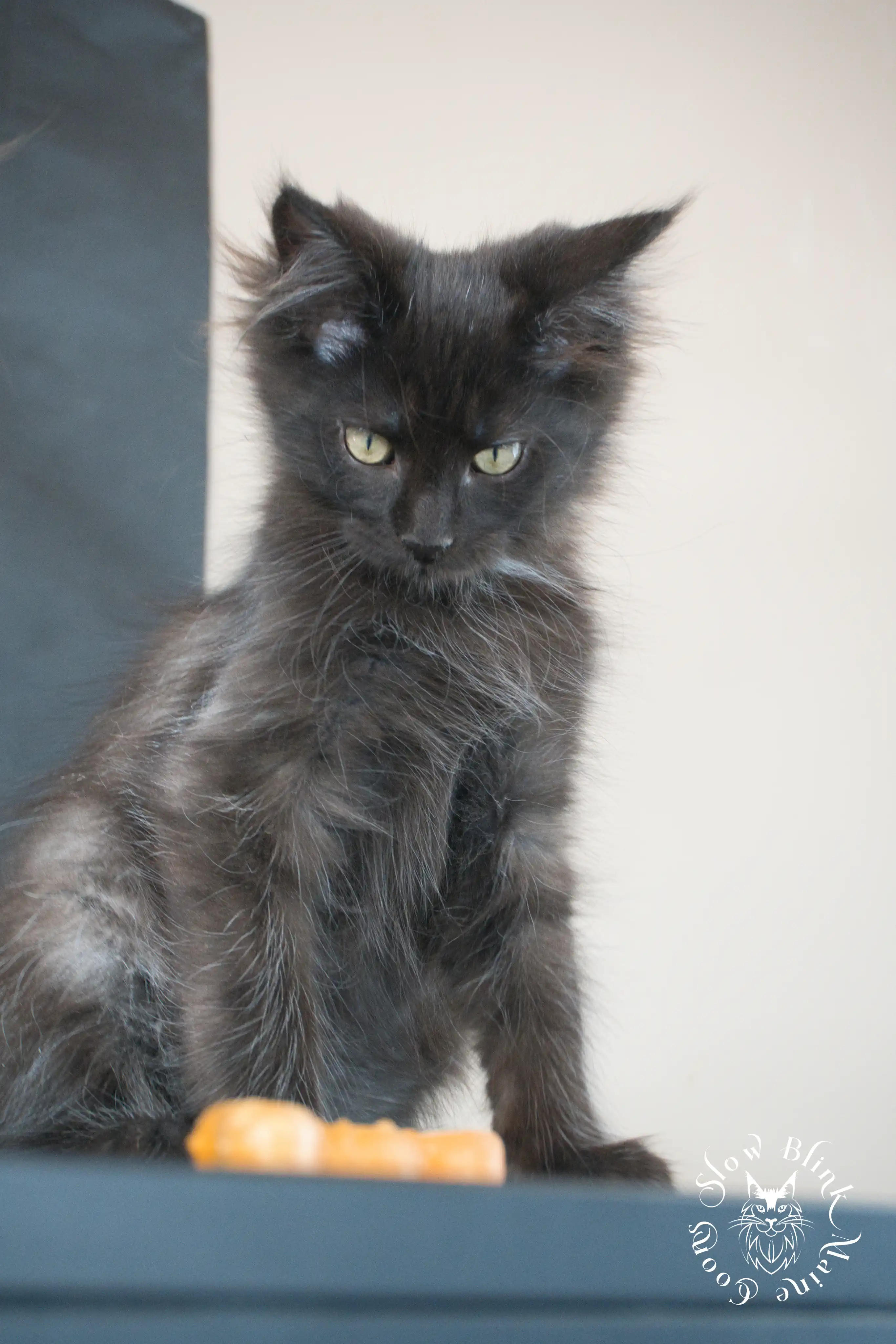 Black Maine Coon Kittens > black | maine coon kitten slowblinkmainecoons | ems code n | 812