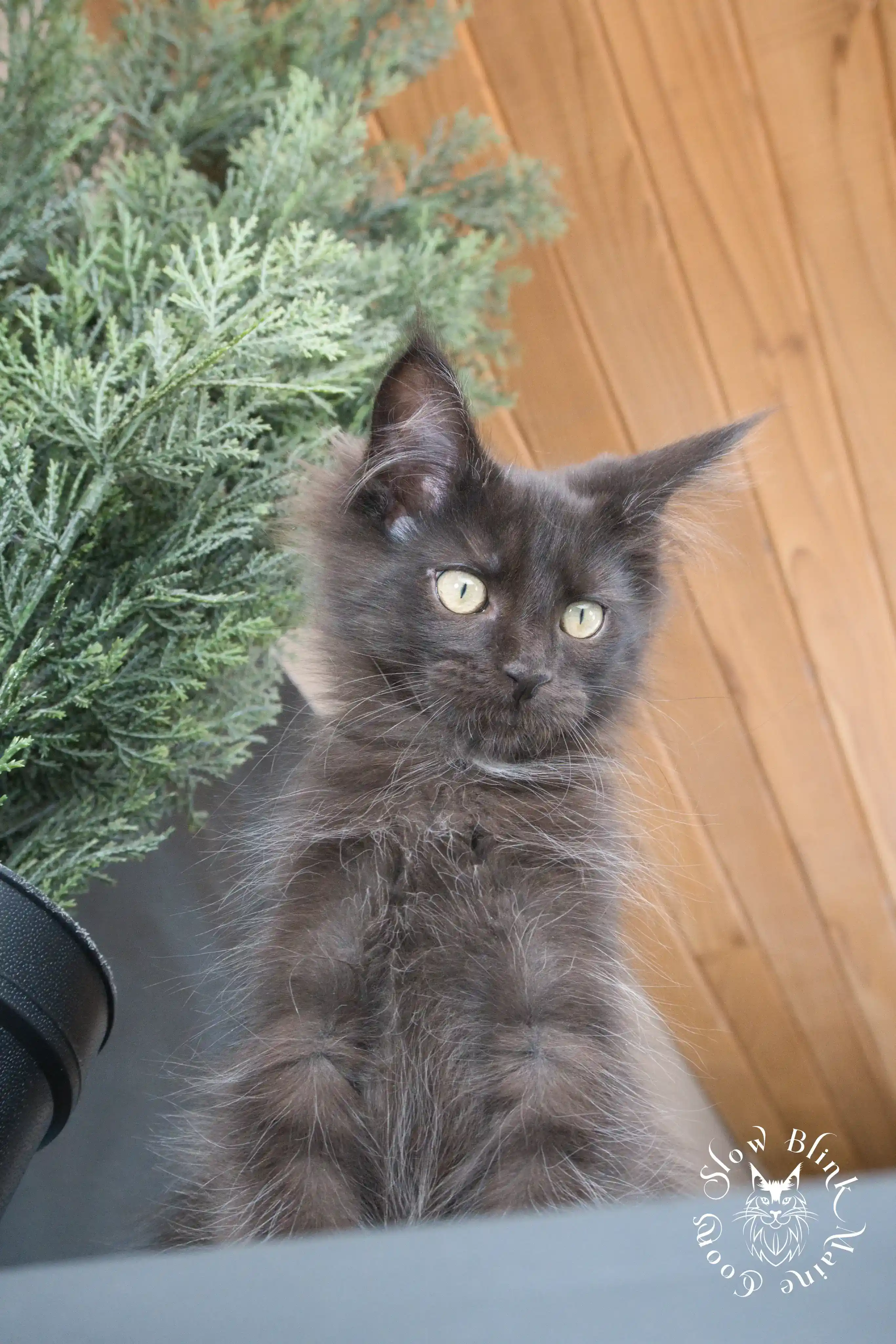 Black Maine Coon Kittens > black | maine coon kitten slowblinkmainecoons | ems code n | 813