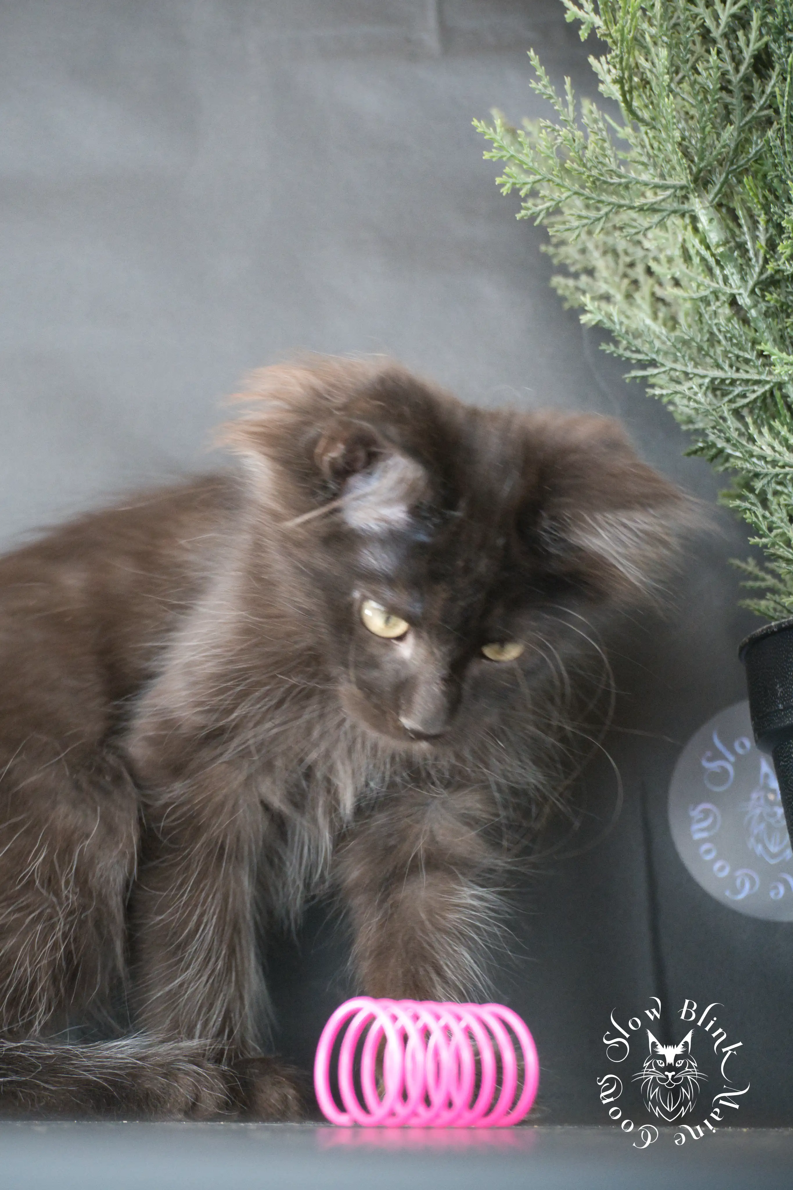 Black Maine Coon Kittens > black | maine coon kitten slowblinkmainecoons | ems code n | 815