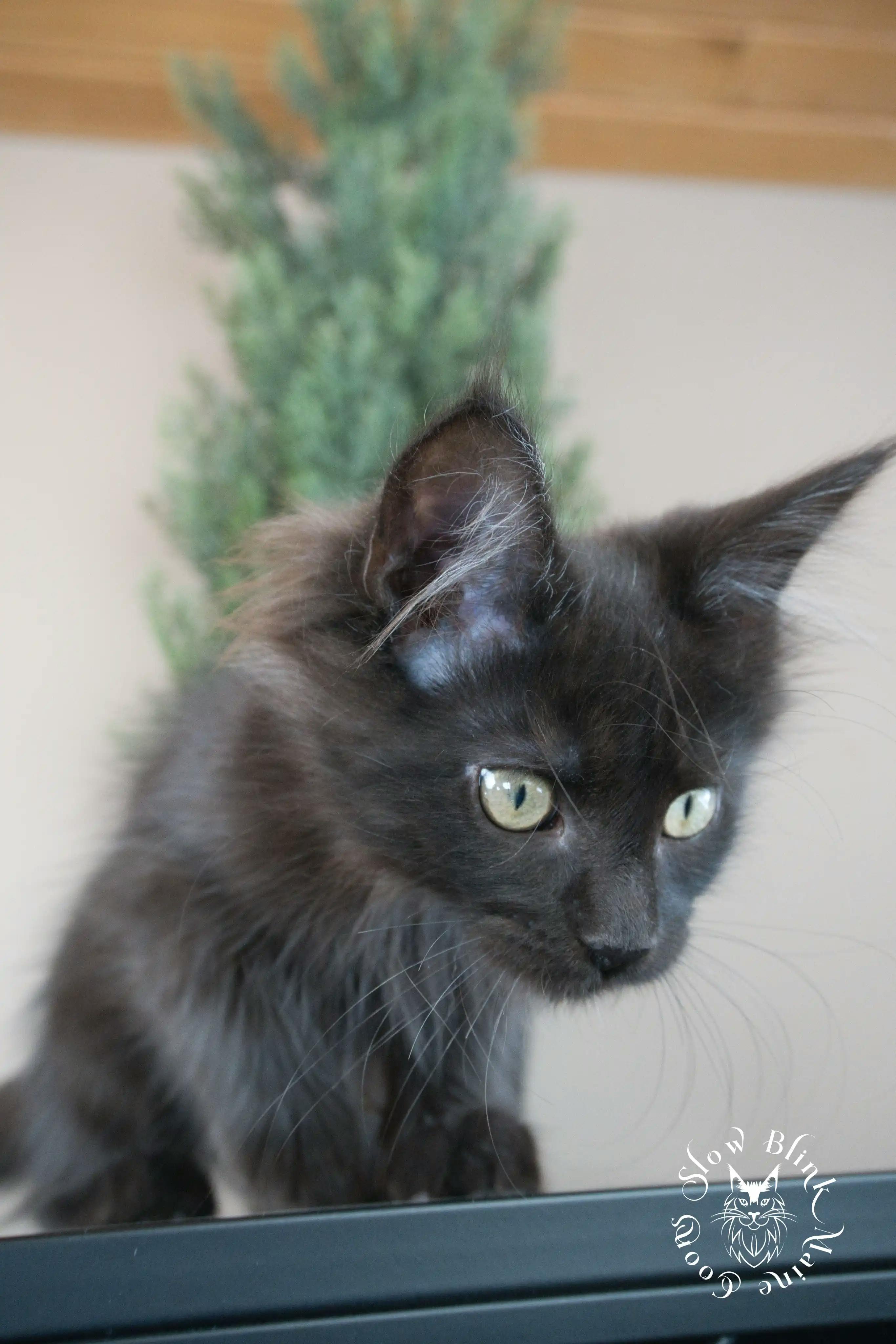 Black Maine Coon Kittens > black | maine coon kitten slowblinkmainecoons | ems code n | 820