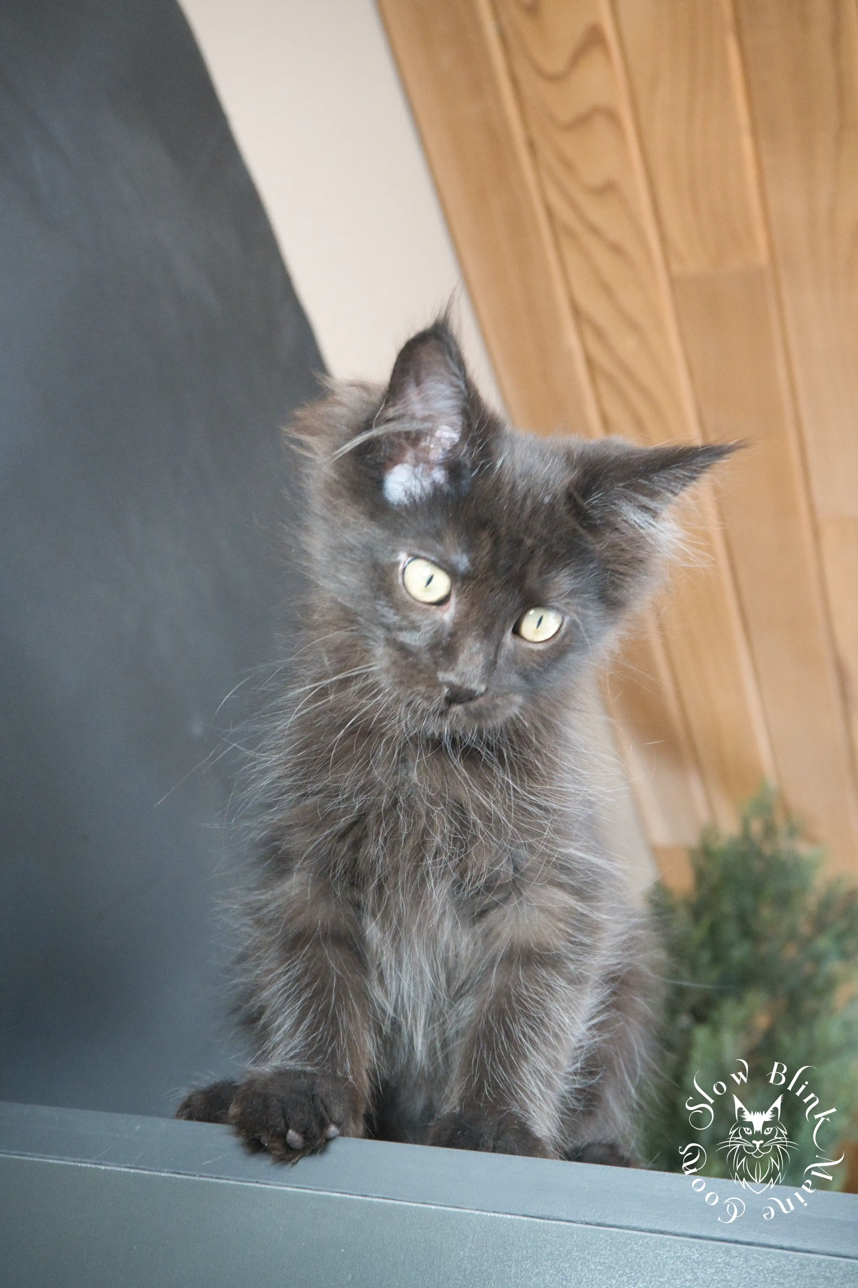 Black Maine Coon Kittens > black | maine coon kitten slowblinkmainecoons | ems code n | 821