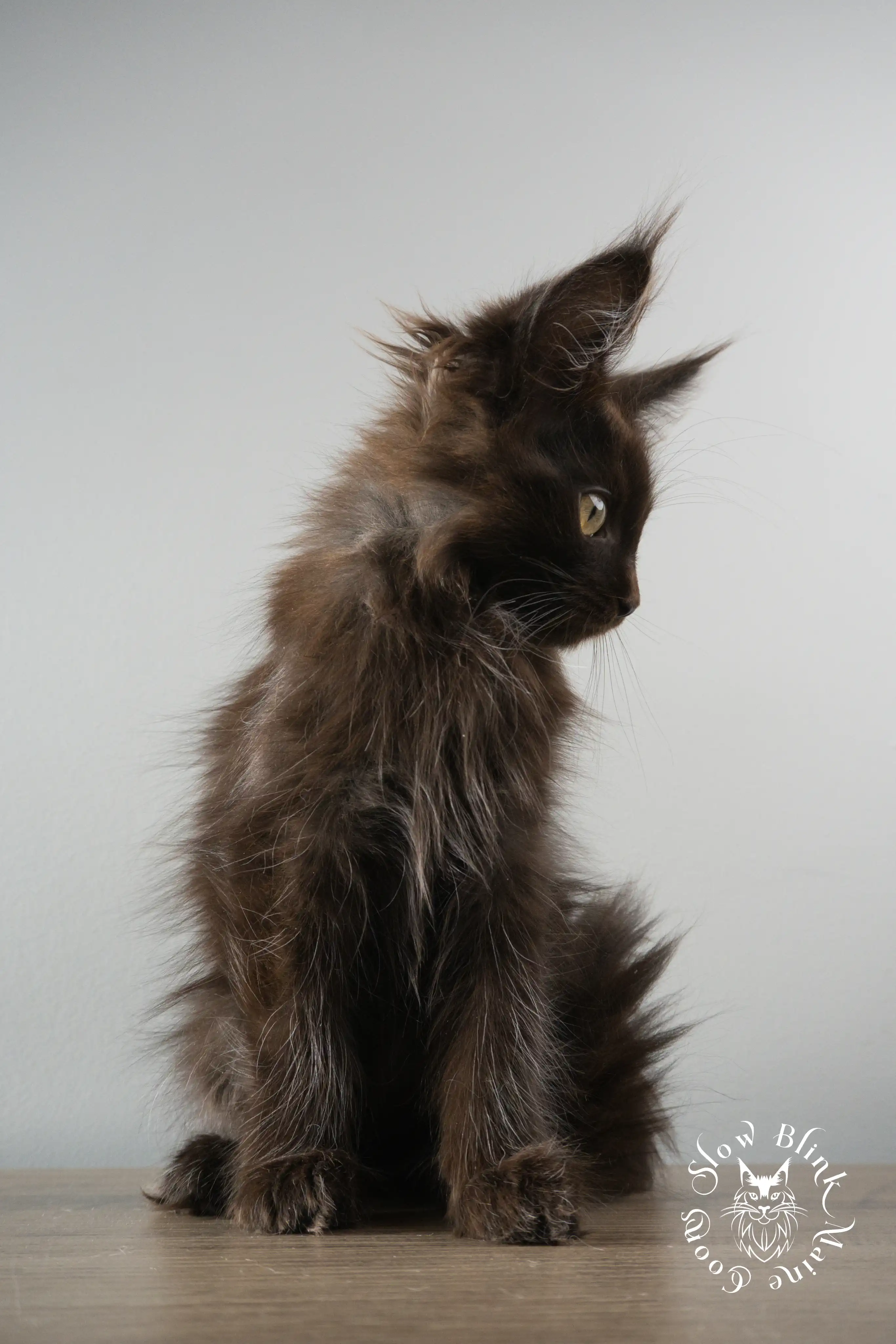 Black Maine Coon Kittens > black | maine coon kitten slowblinkmainecoons | ems code n | 880