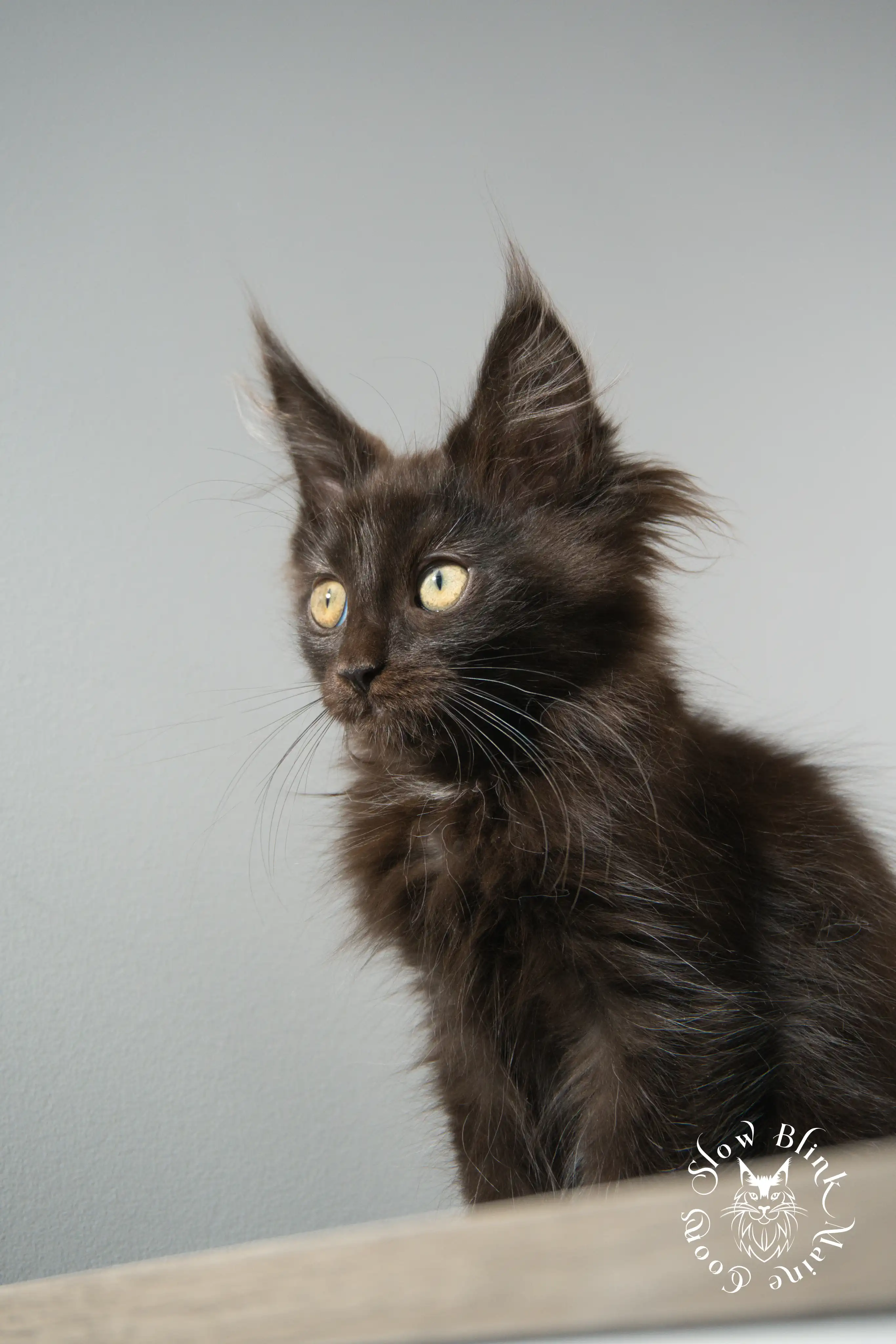 Black Maine Coon Kittens > black | maine coon kitten slowblinkmainecoons | ems code n | 881