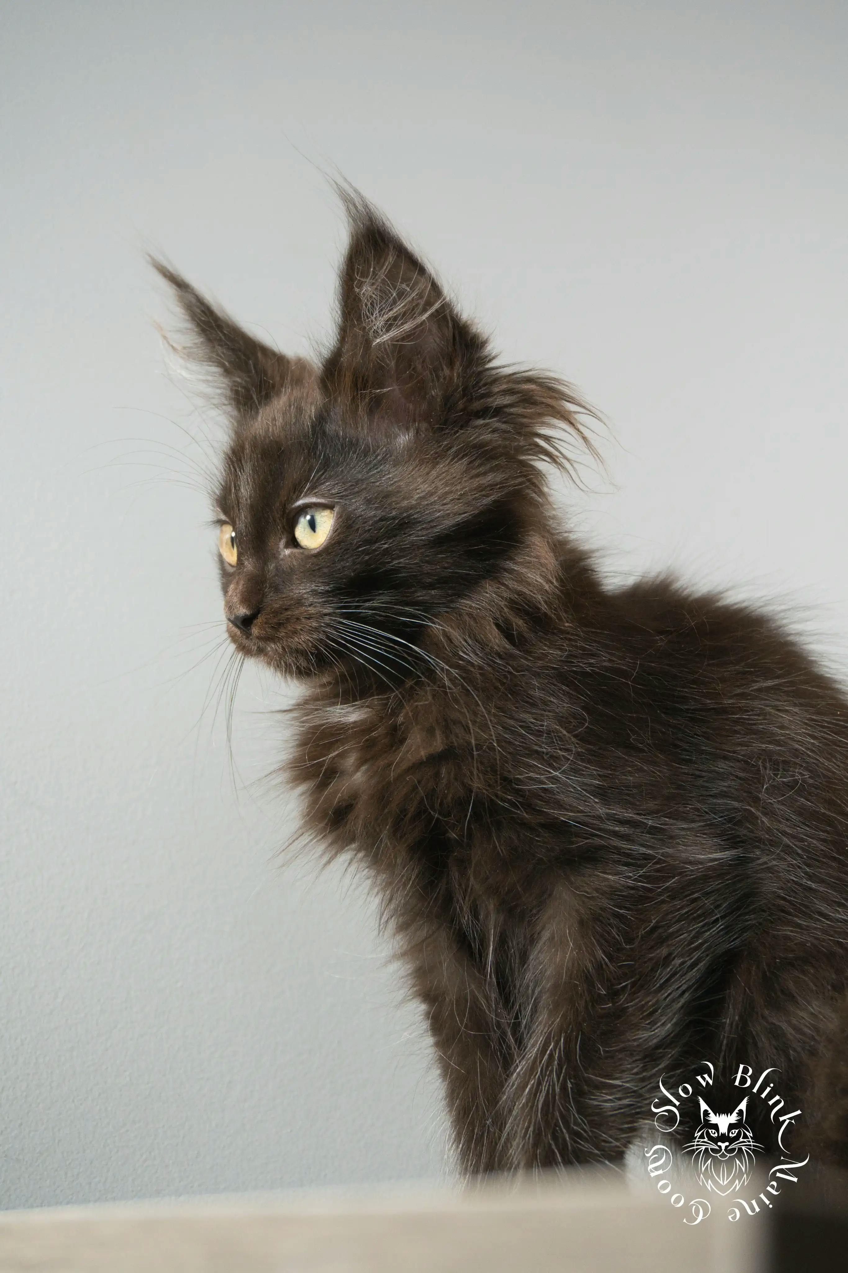 Black Maine Coon Kittens > black | maine coon kitten slowblinkmainecoons | ems code n | 882