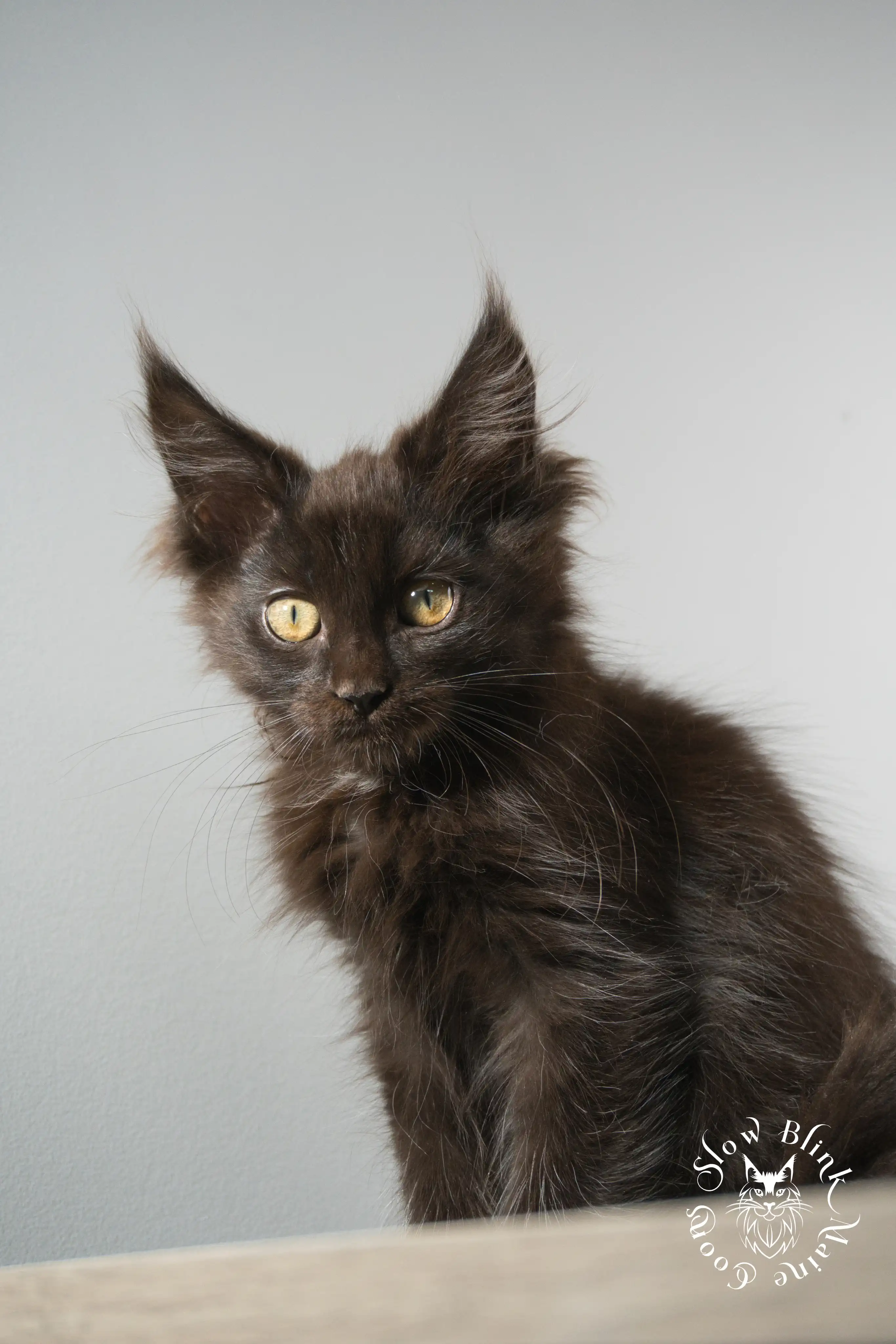 Black Maine Coon Kittens > black | maine coon kitten slowblinkmainecoons | ems code n | 883