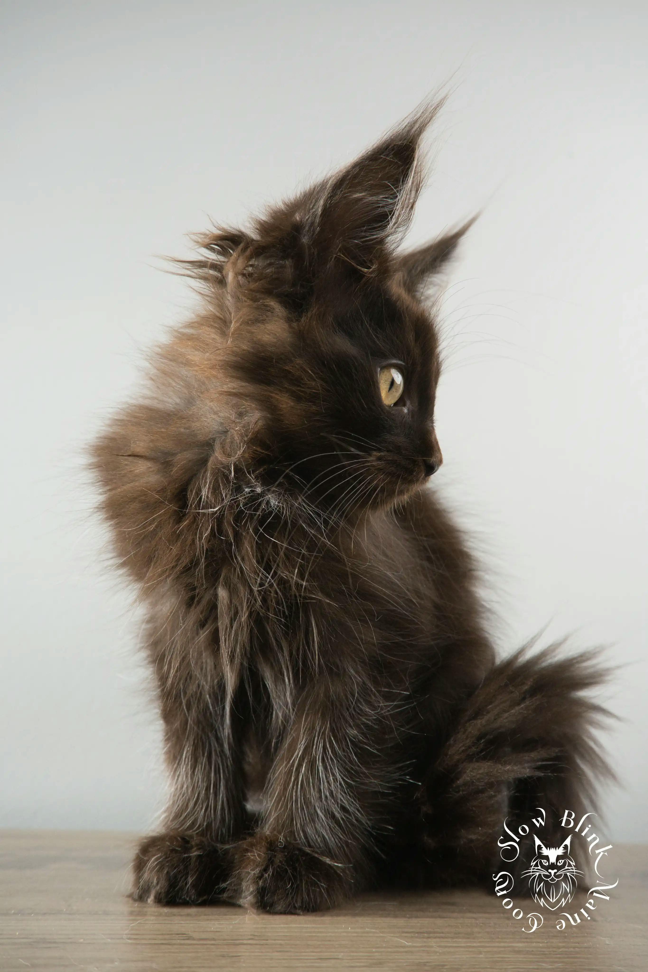 Black Maine Coon Kittens > black | maine coon kitten slowblinkmainecoons | ems code n | 884