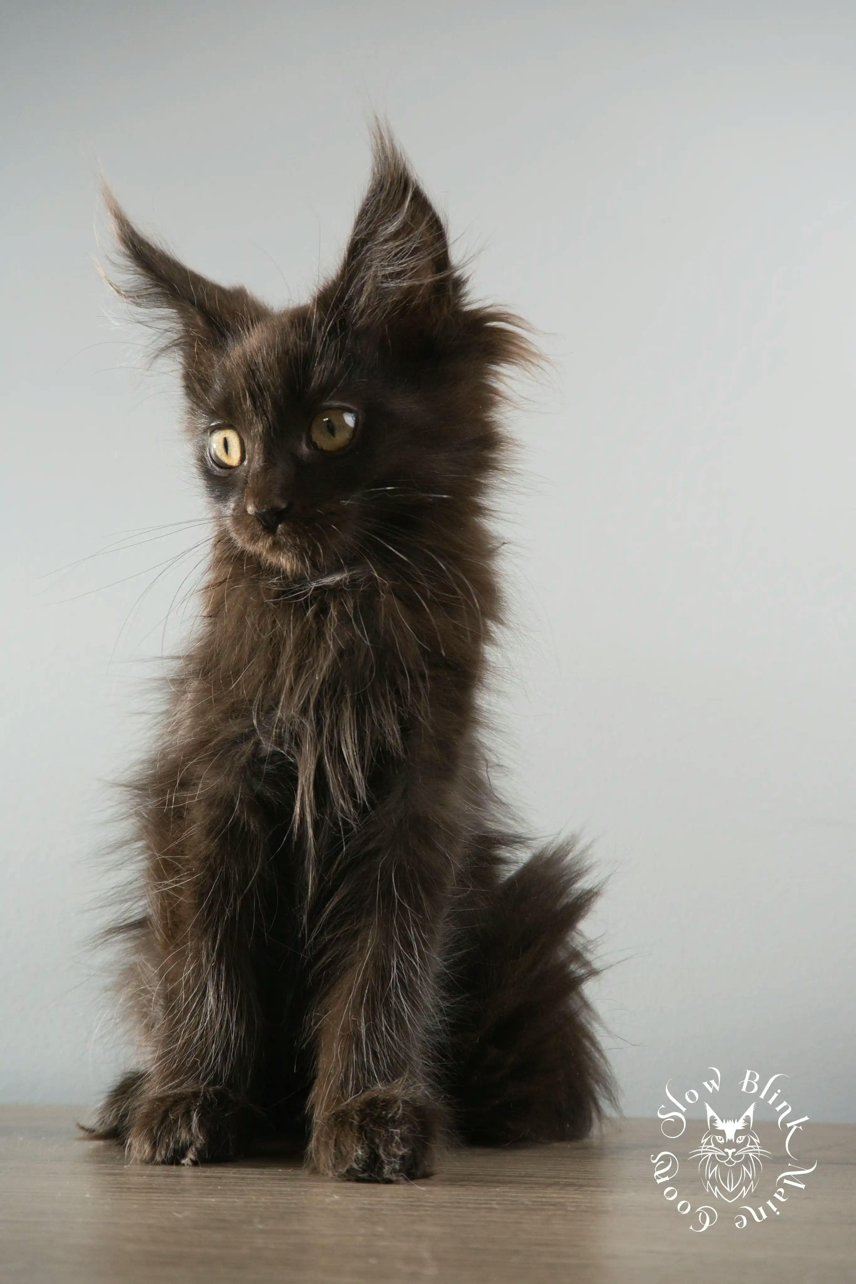 Black Maine Coon Kittens > black | maine coon kitten slowblinkmainecoons | ems code n | 885