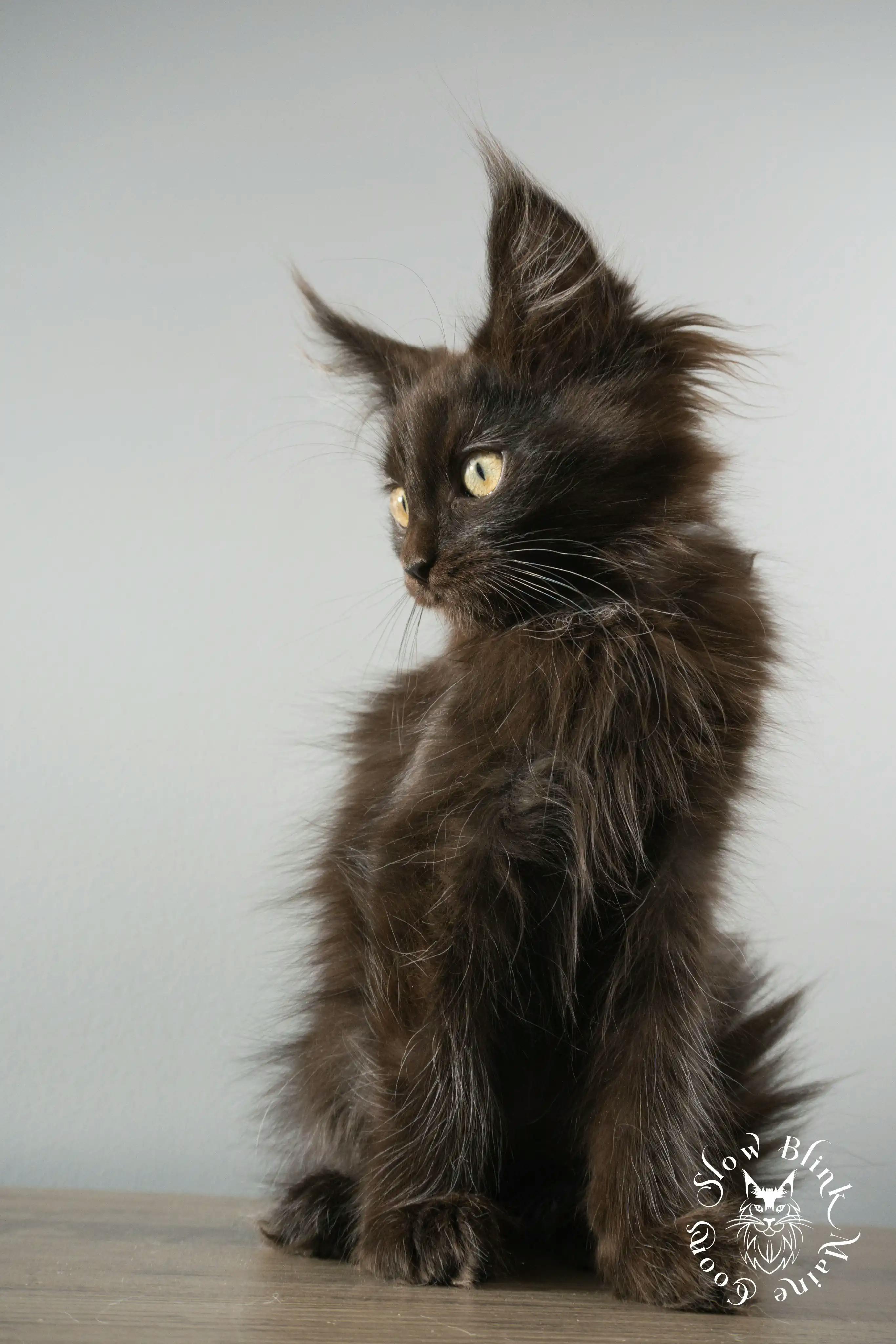 Black Maine Coon Kittens > black | maine coon kitten slowblinkmainecoons | ems code n | 886