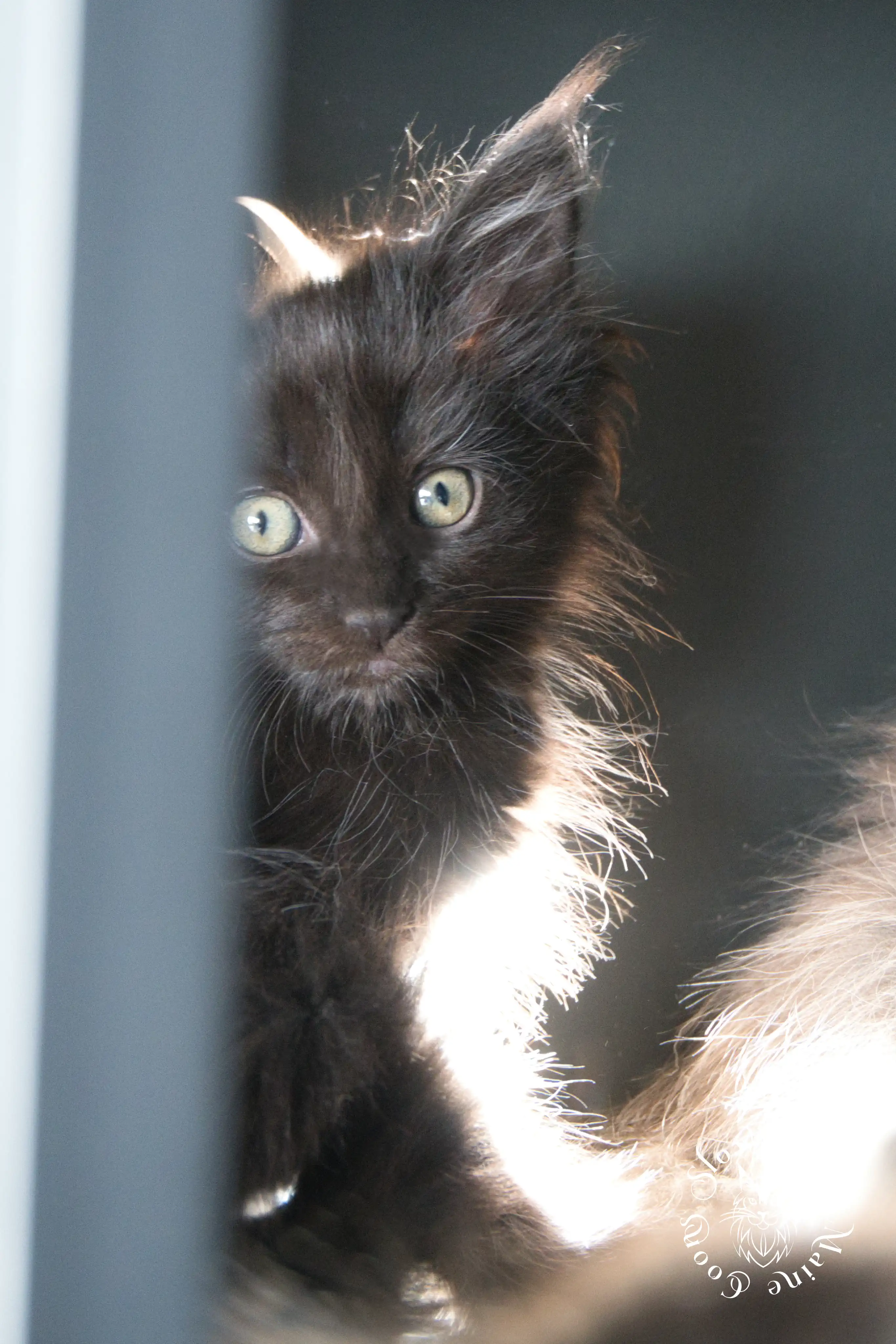 Black Maine Coon Kittens > black | maine coon kitten slowblinkmainecoons | ems code n | 926