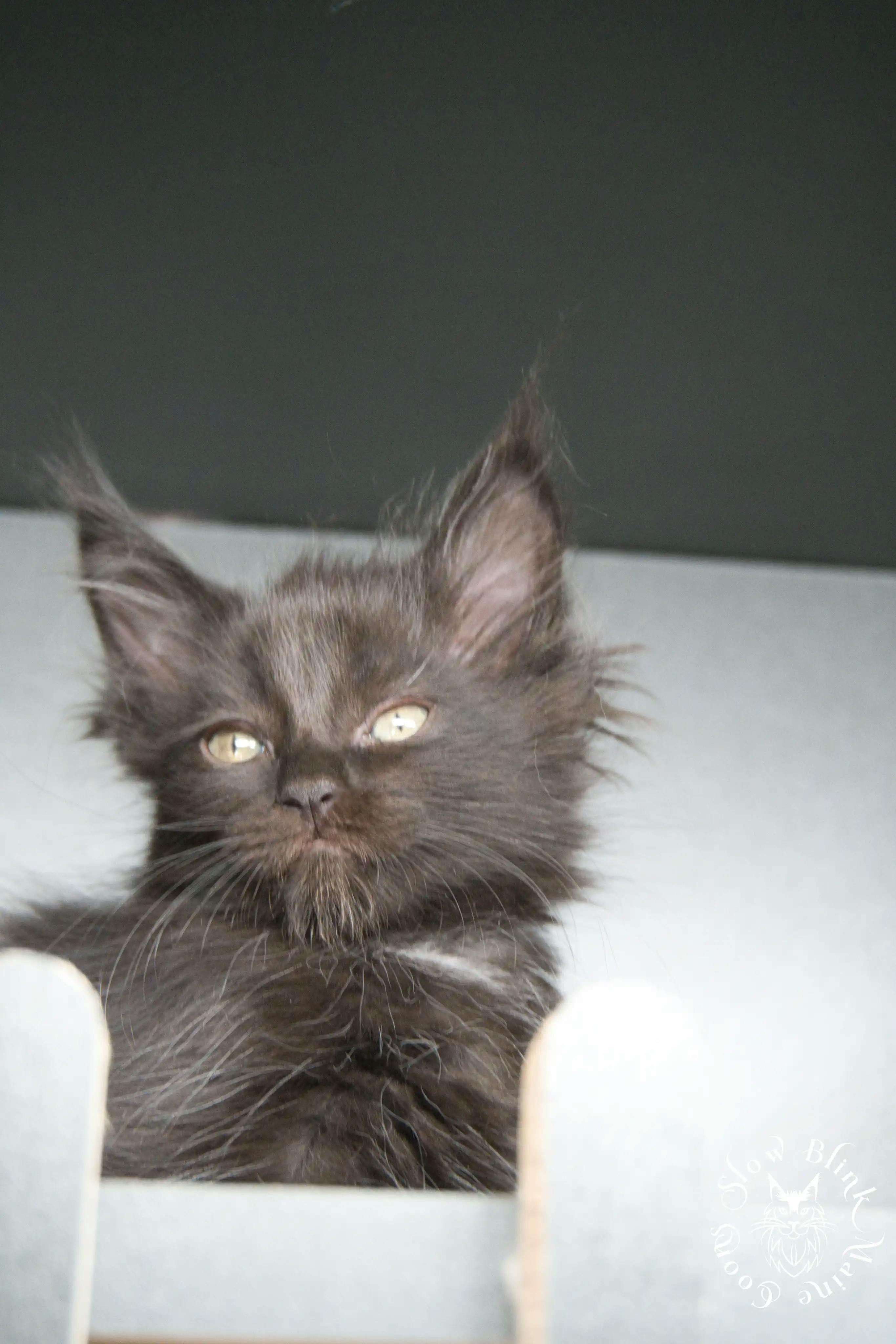 Black Maine Coon Kittens > black | maine coon kitten slowblinkmainecoons | ems code n | 931