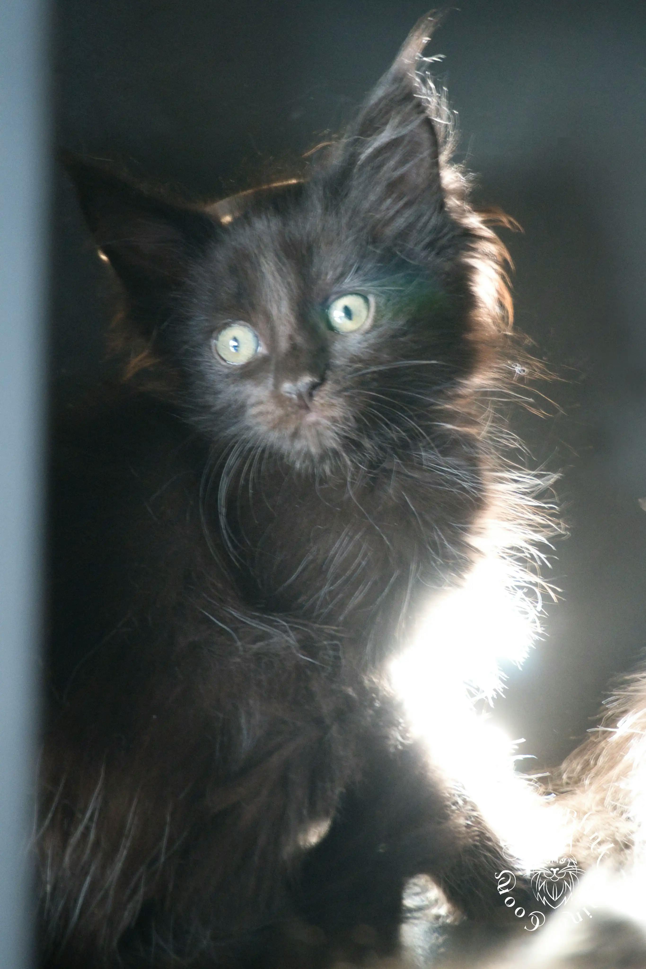 Black Maine Coon Kittens > black | maine coon kitten slowblinkmainecoons | ems code n | 932