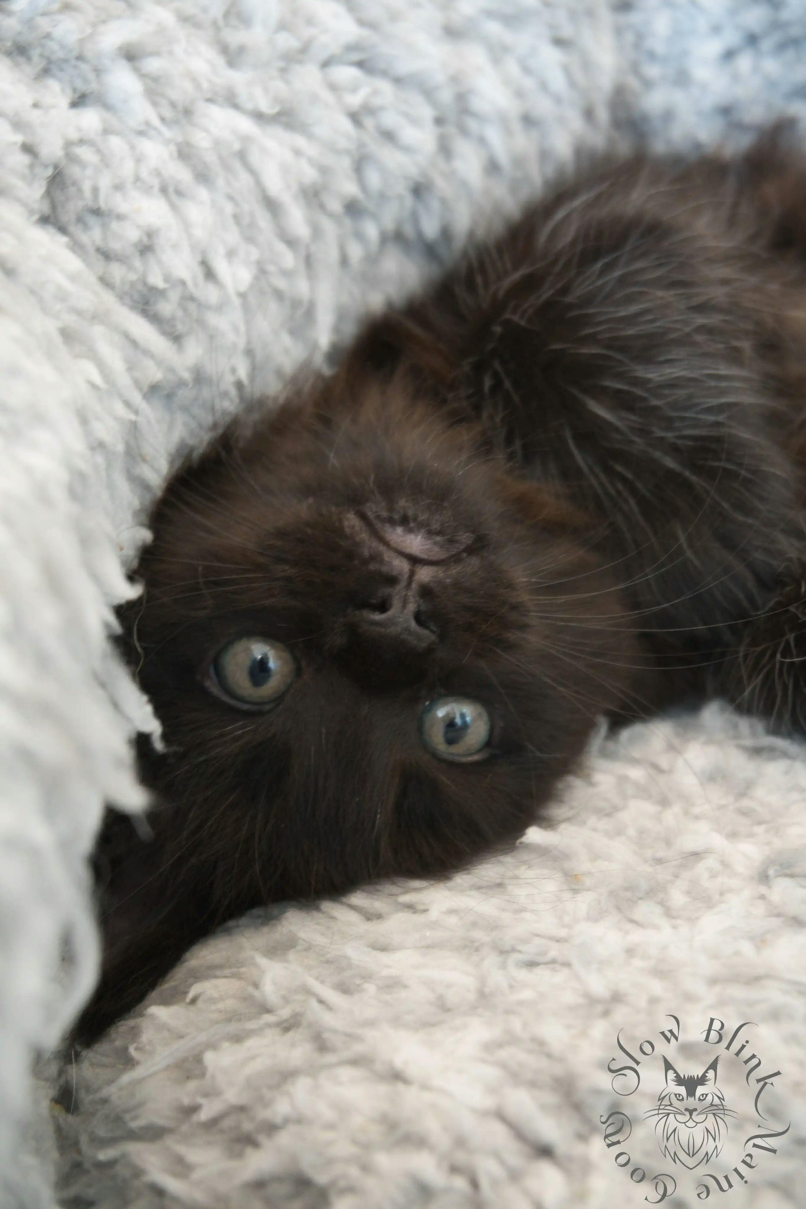 Black Maine Coon Kittens > black | maine coon kitten slowblinkmainecoons | ems code n | 982