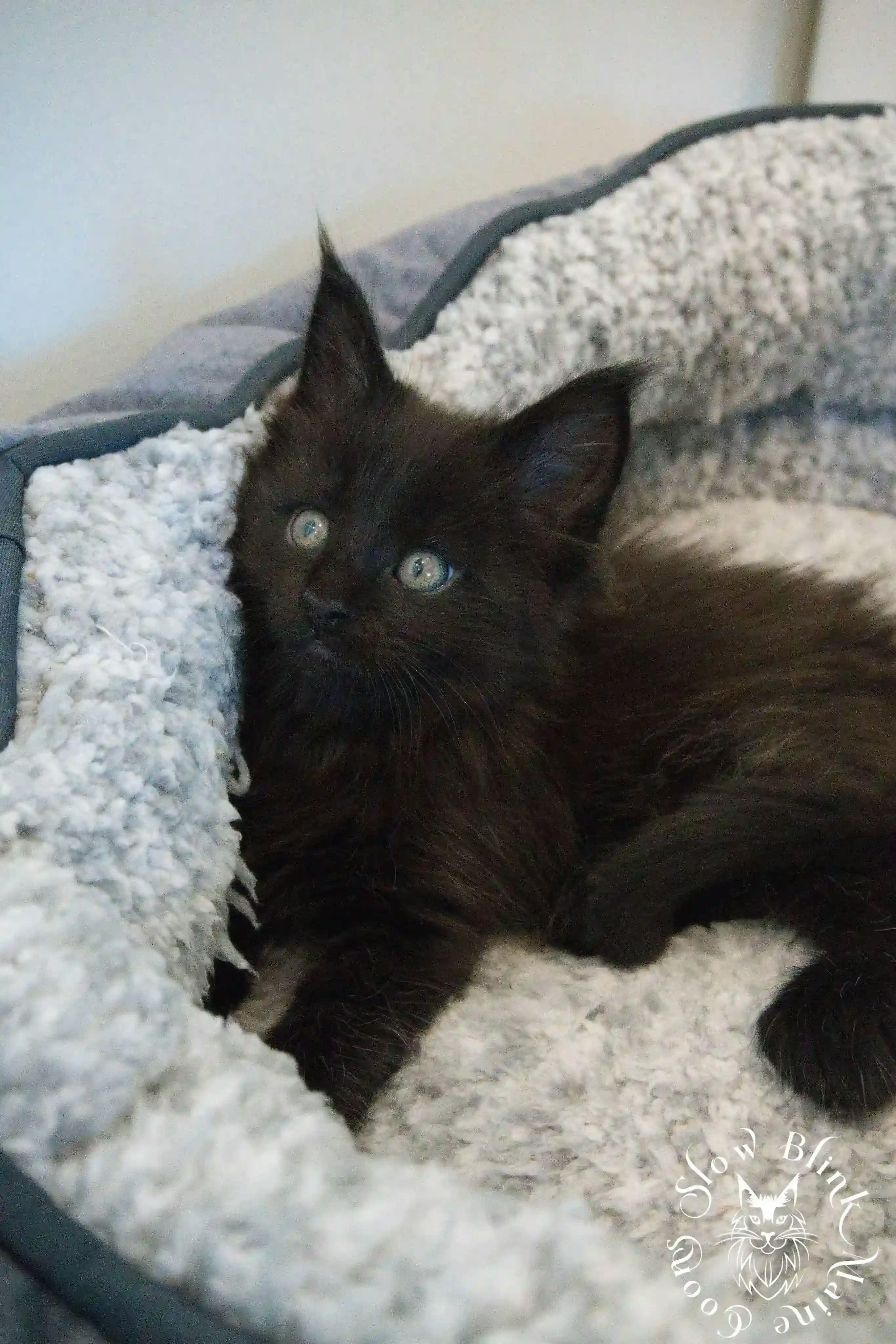 Black Maine Coon Kittens > black | maine coon kitten slowblinkmainecoons | ems code n | 987
