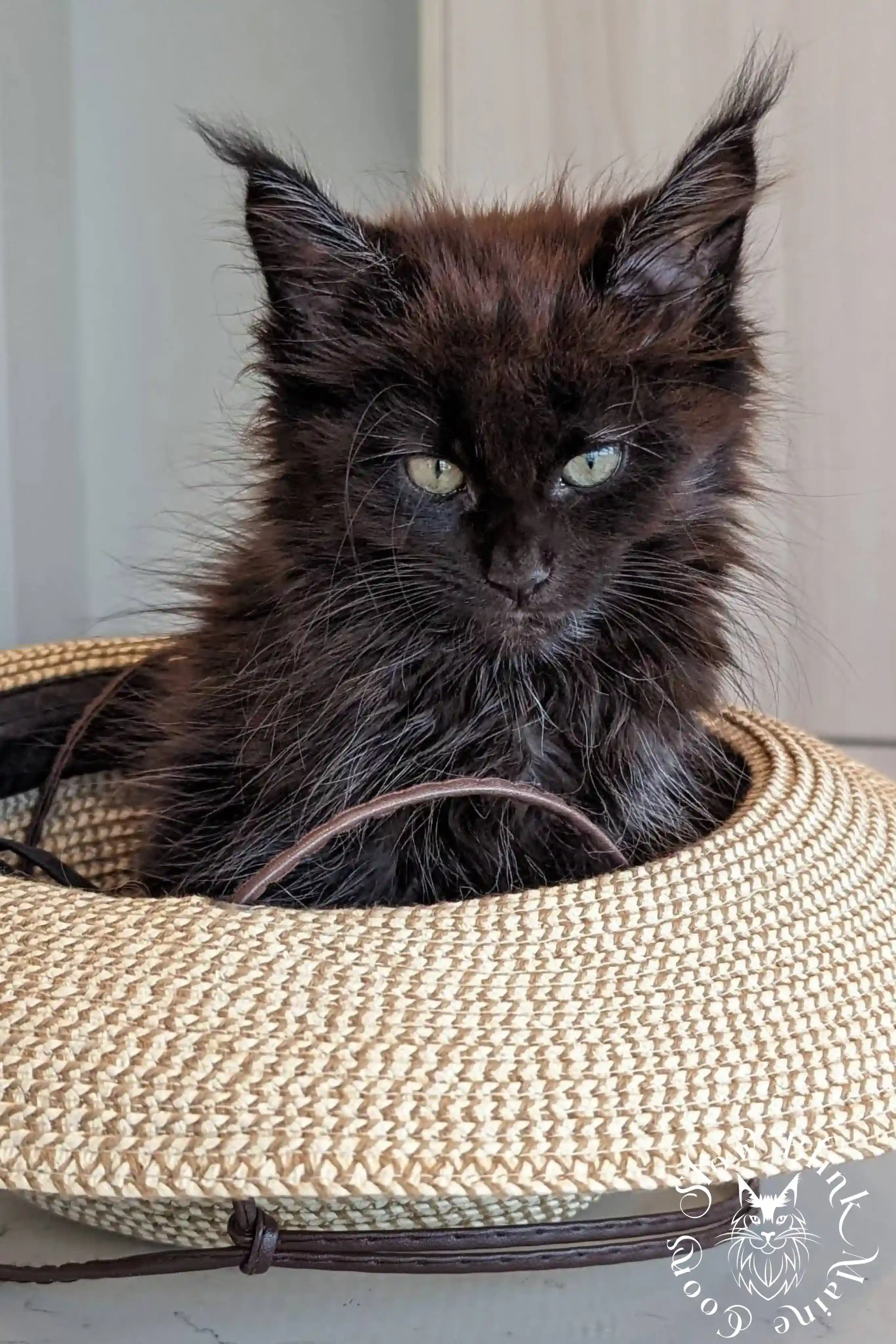 Black Maine Coon Kittens > black | maine coon kitten slowblinkmainecoons | ems code n | 989