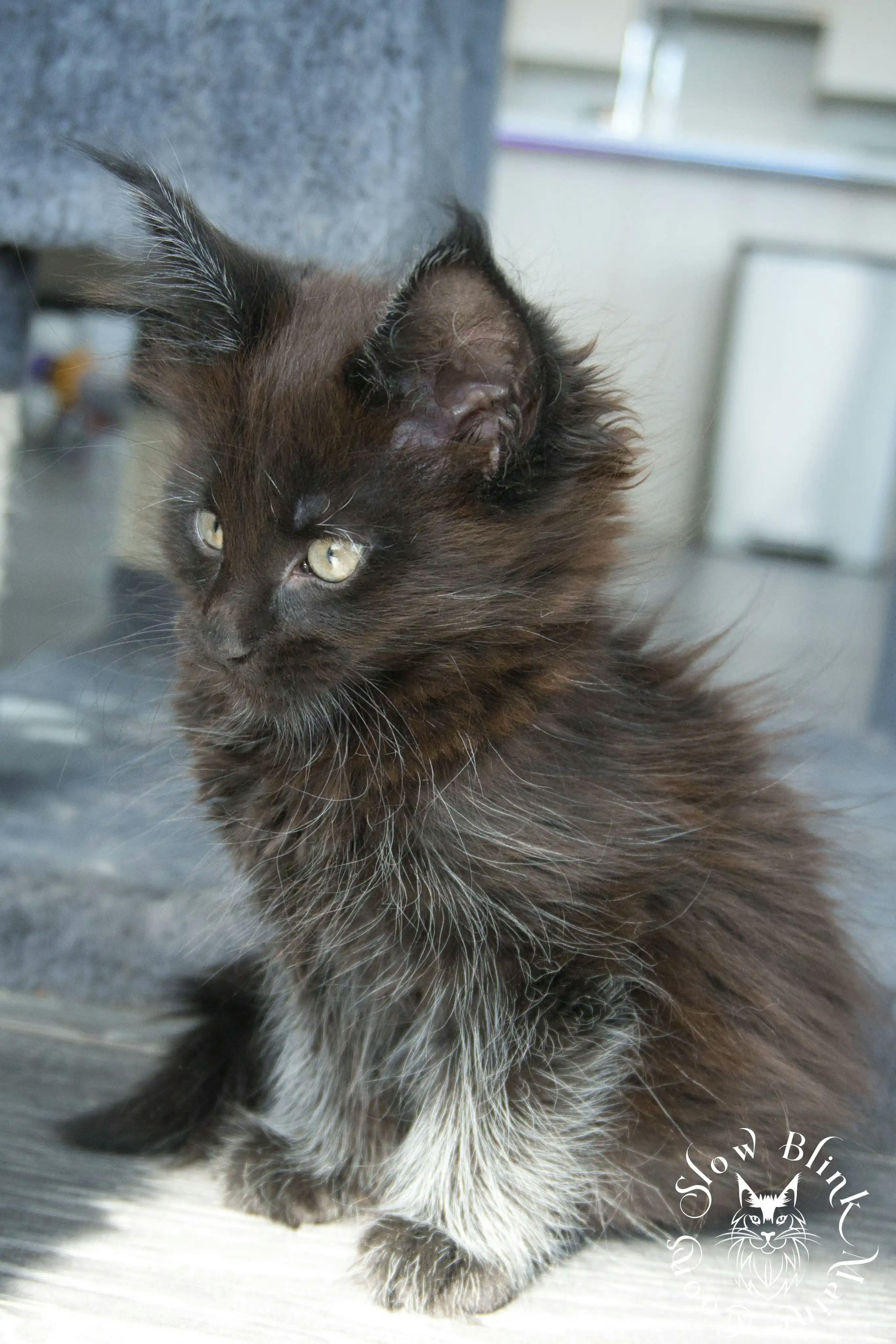 Black Maine Coon Kittens > black | maine coon kitten slowblinkmainecoons | ems code n | 992