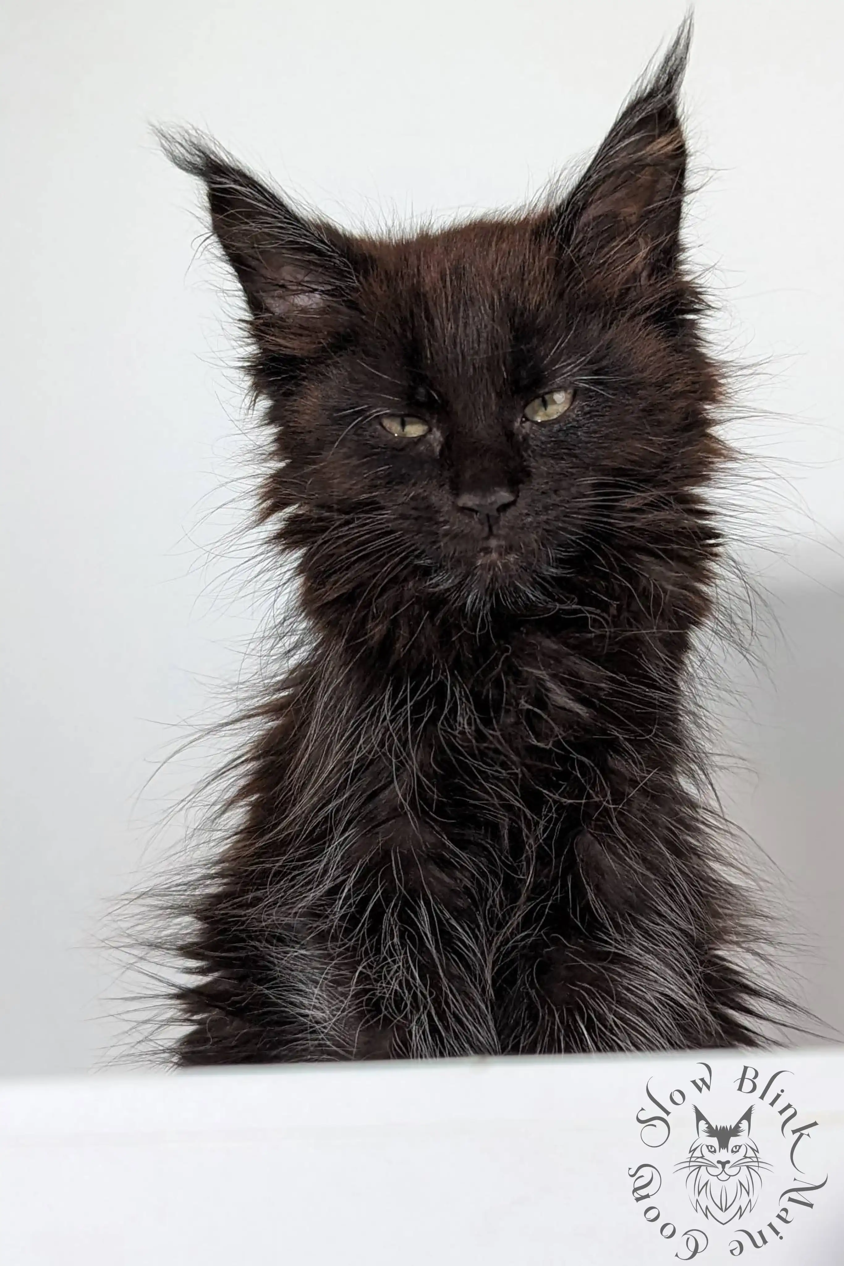 Black Maine Coon Kittens > black | maine coon kitten slowblinkmainecoons | ems code n | 994