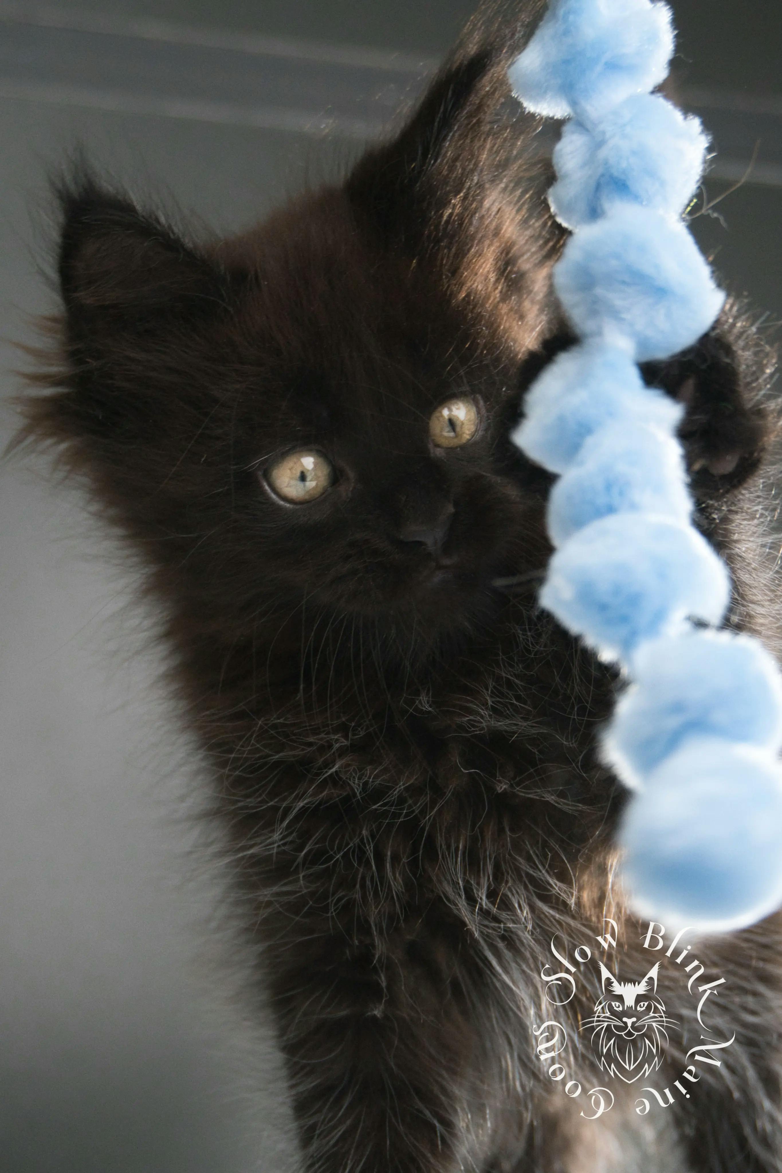 Black Maine Coon Kittens Maine Coon kitten for sale (now sold or kept in the cattery) photo