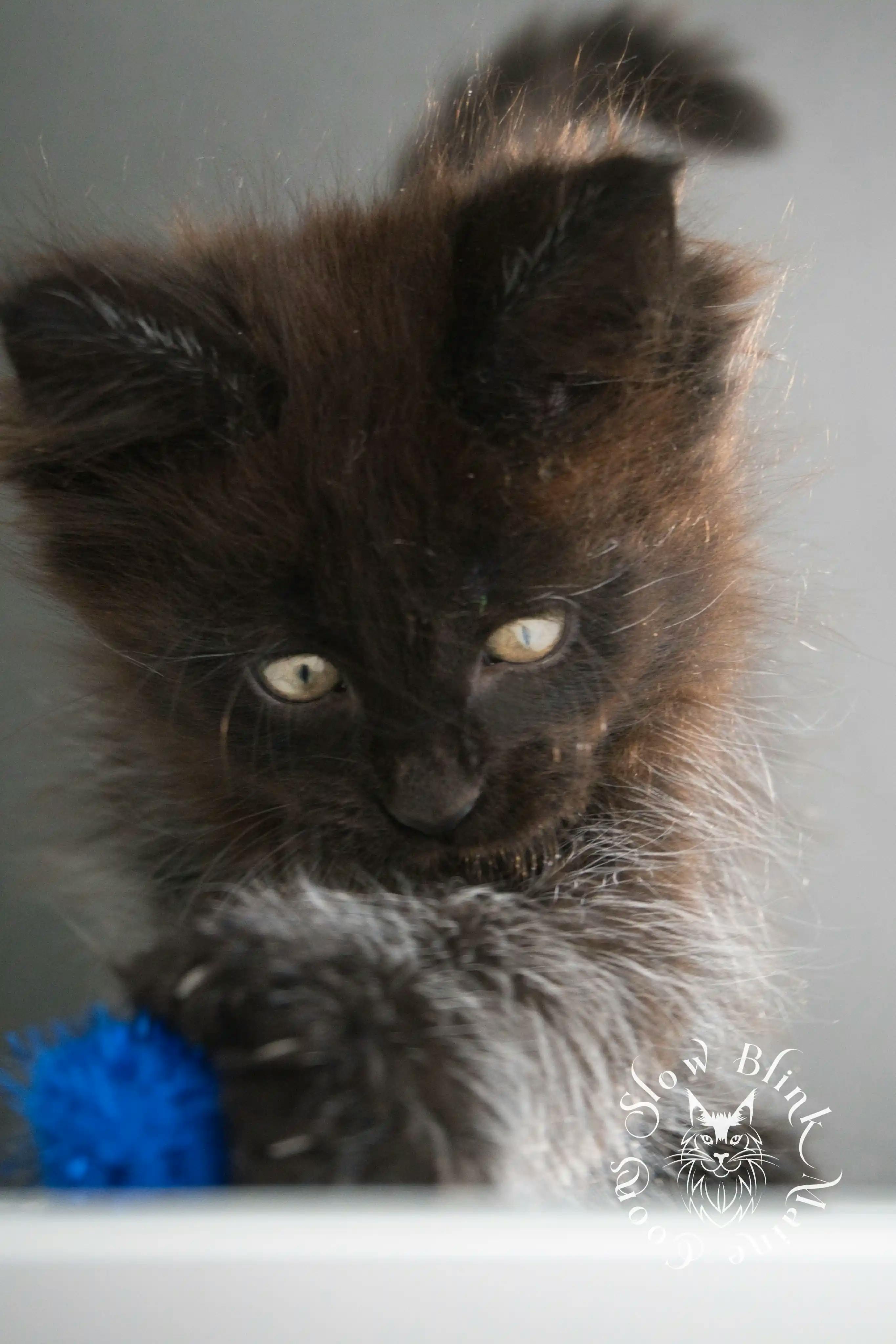 Black Maine Coon Kittens Maine Coon kitten for sale (now sold or kept in the cattery) photo