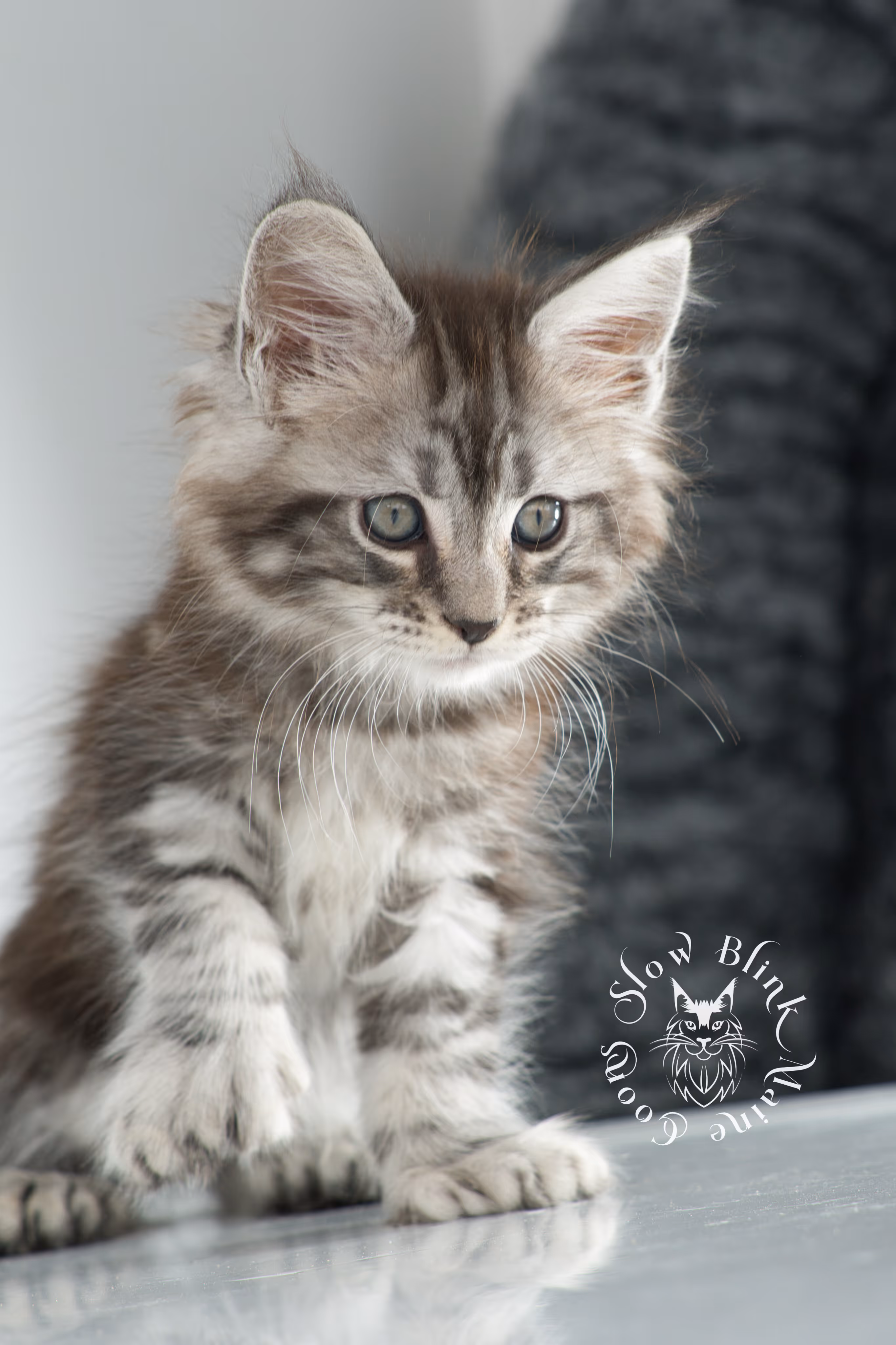 Black Silver Tabby Maine Coon Kittens > black silver tabby maine coon kitten | ems code ns 22 | idx 01