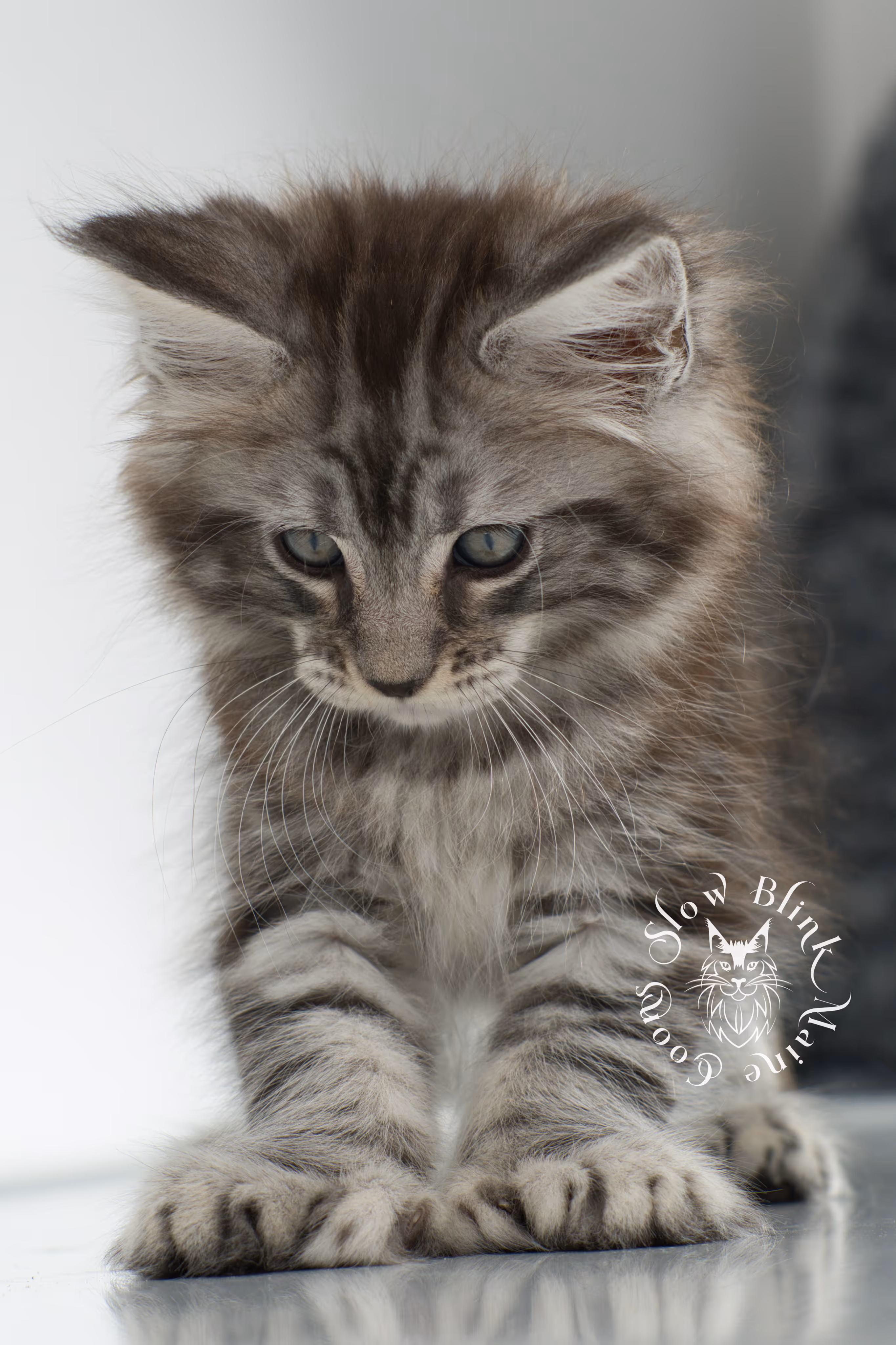 Black Silver Tabby Maine Coon Kittens > black silver tabby maine coon kitten | ems code ns 22 | idx 02