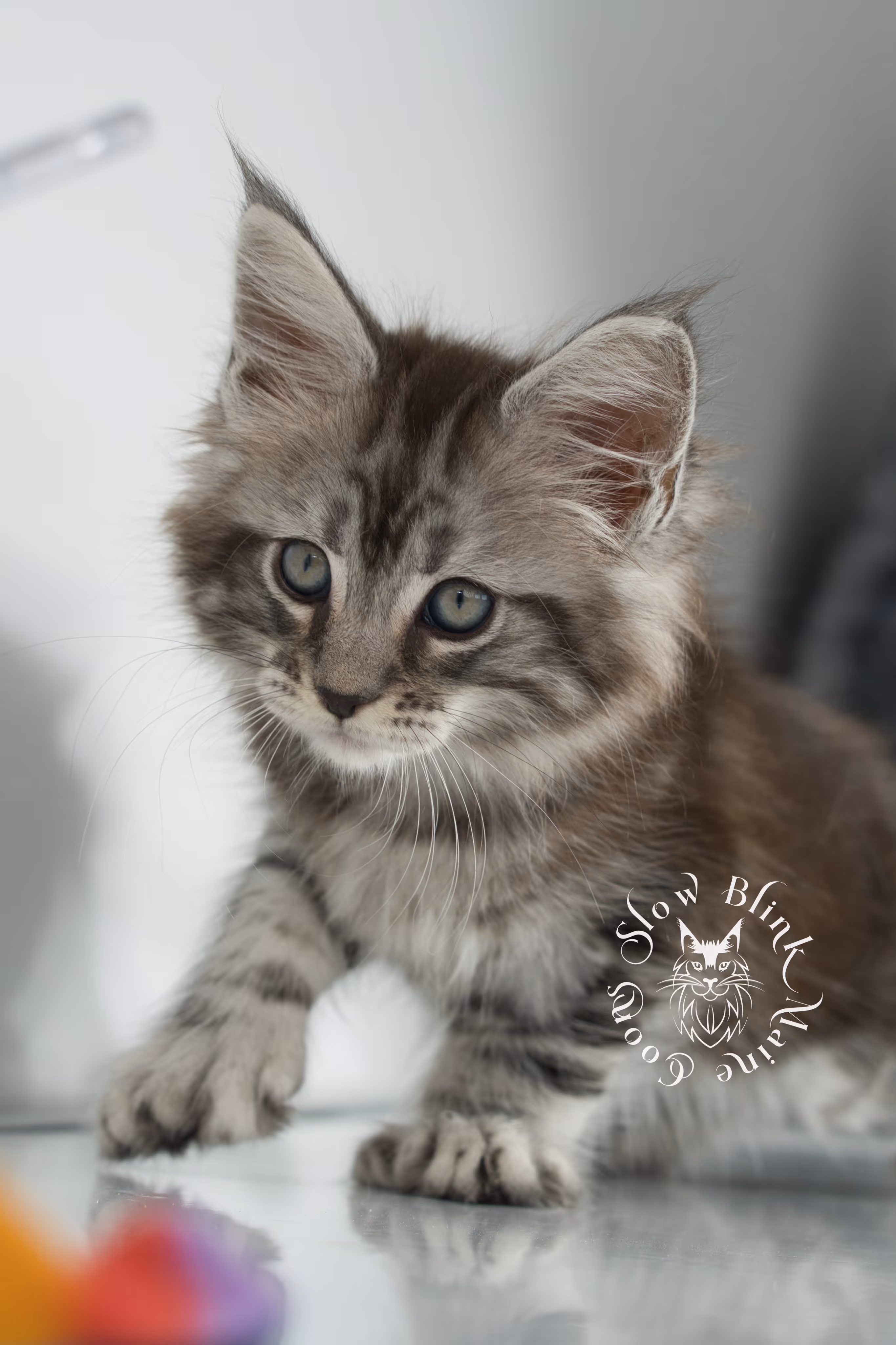 Black Silver Tabby Maine Coon Kittens > black silver tabby maine coon kitten | ems code ns 22 | idx 03