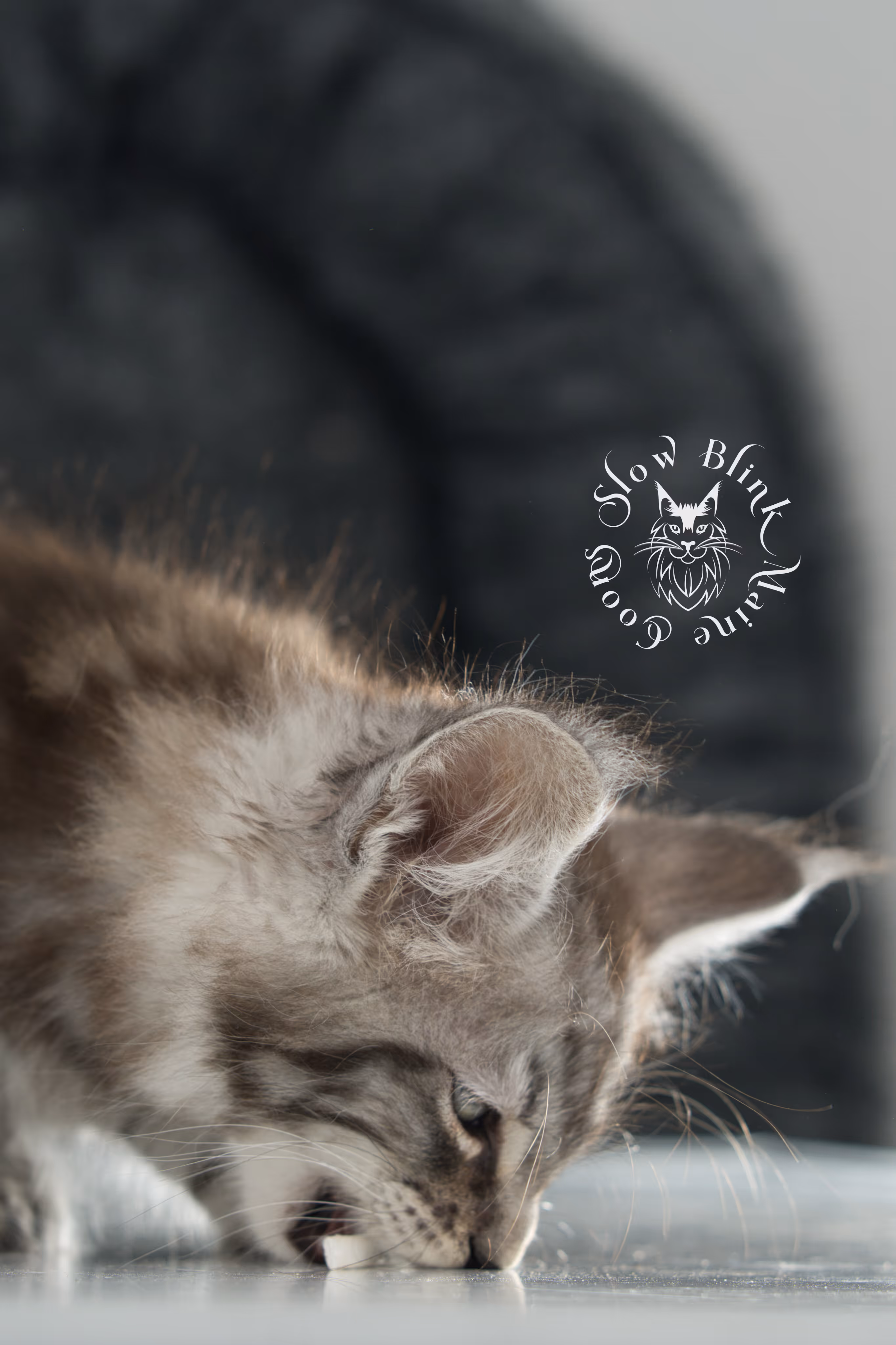 Black Silver Tabby Maine Coon Kittens > black silver tabby maine coon kitten | ems code ns 22 | idx 05
