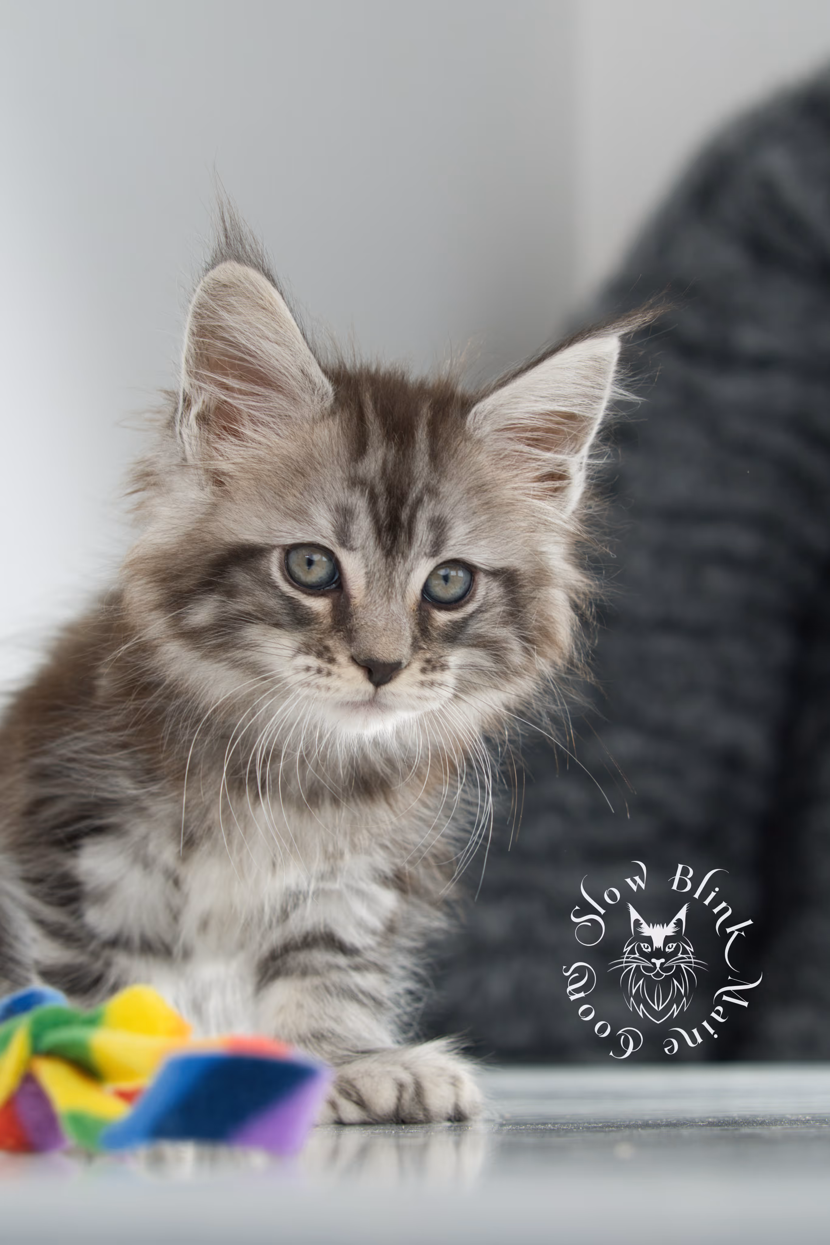 Black Silver Tabby Maine Coon Kittens > black silver tabby maine coon kitten | ems code ns 22 | idx 06