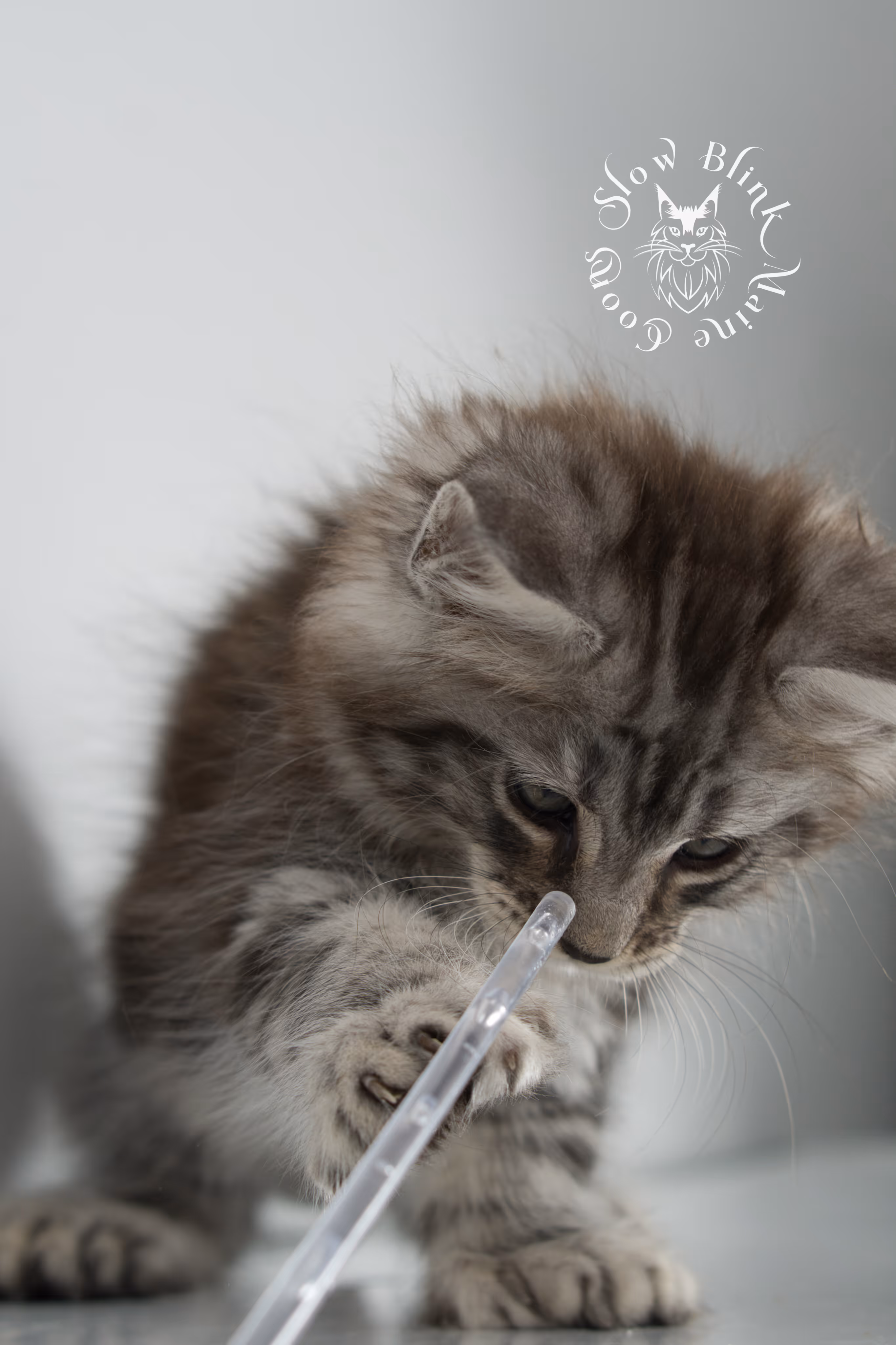 Black Silver Tabby Maine Coon Kittens > black silver tabby maine coon kitten | ems code ns 22 | idx 07