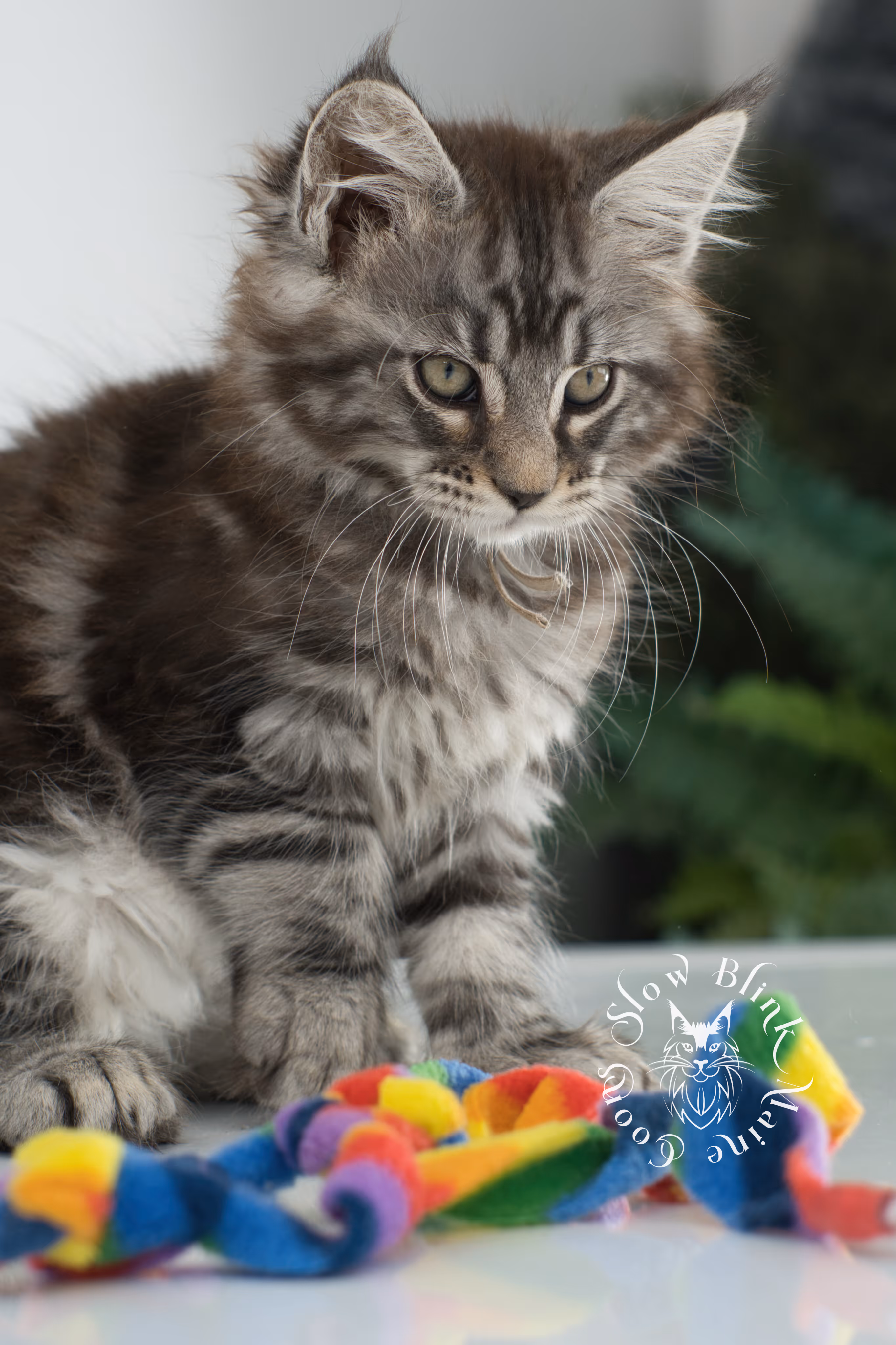 Black Silver Tabby Maine Coon Kittens > black silver tabby maine coon kitten | ems code ns 22 | idx 09