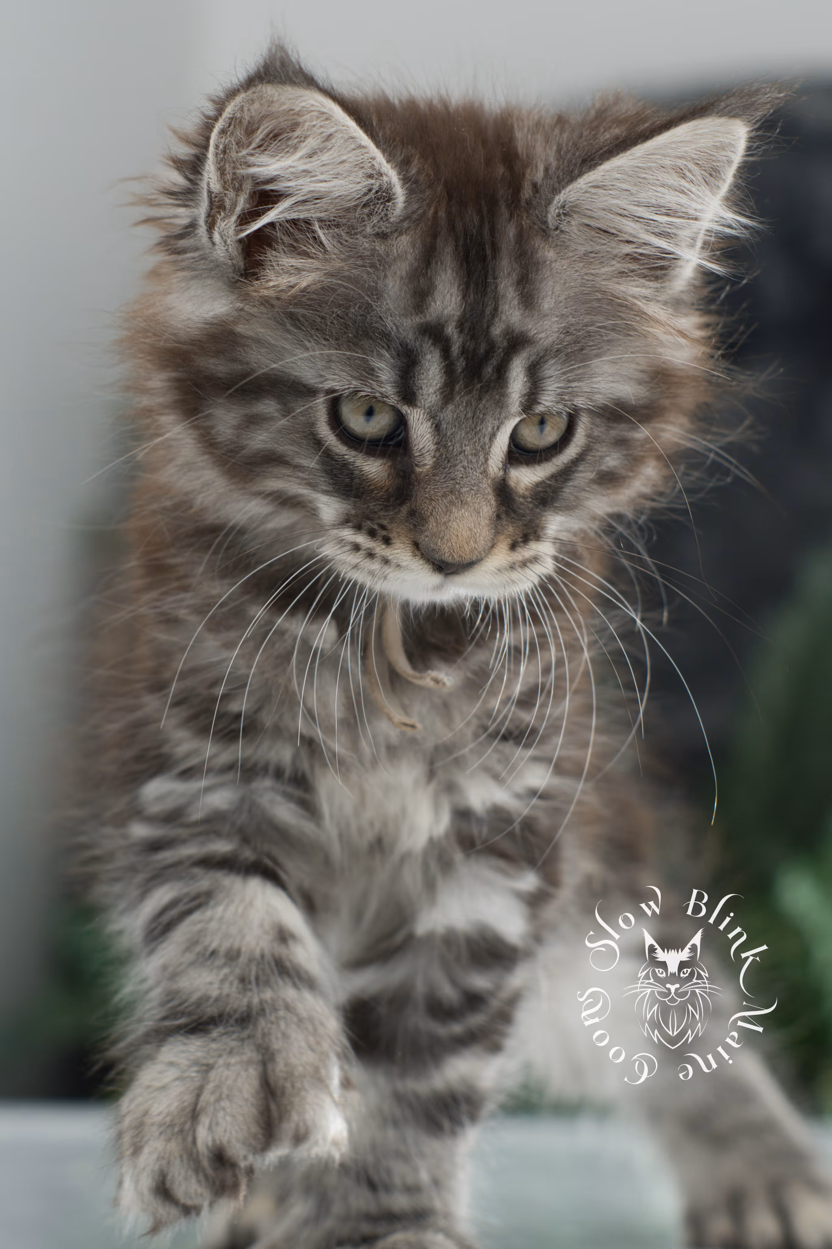 Black Silver Tabby Maine Coon Kittens > black silver tabby maine coon kitten | ems code ns 22 | idx 10